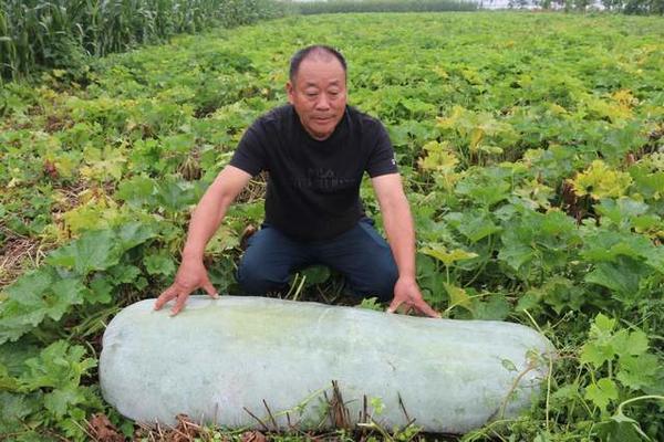 2个大冬瓜,各重180斤!临颍农户受"热捧"
