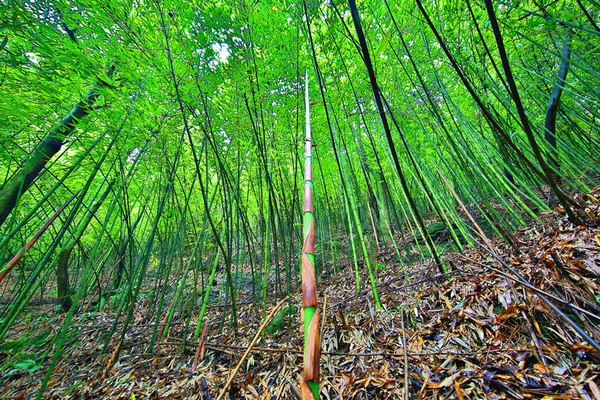 中国遵义第二届方竹农民丰收节邀您到桐梓品多彩"盛