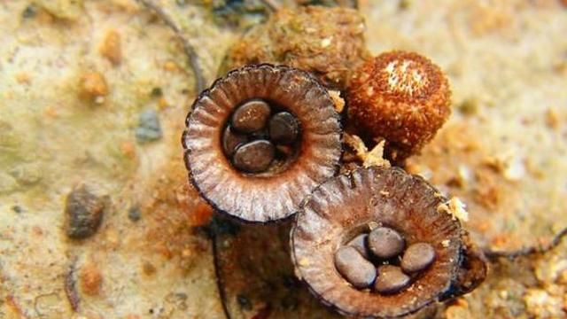 山里一种夏秋才生长的菌,近看像杯子,远看像啤酒盖,300元一斤