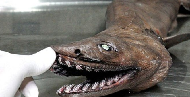 男子海边捕回罕见怪鱼,掰开嘴巴后,直接惊讶了|鳃裂|嘴巴|皱鳃鲨_新浪