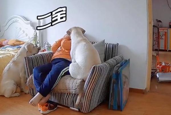 边哭边吃！北京一男孩挨批独自在房间吃饭，结果被狗子安慰整破防休闲区蓝鸢梦想 - Www.slyday.coM