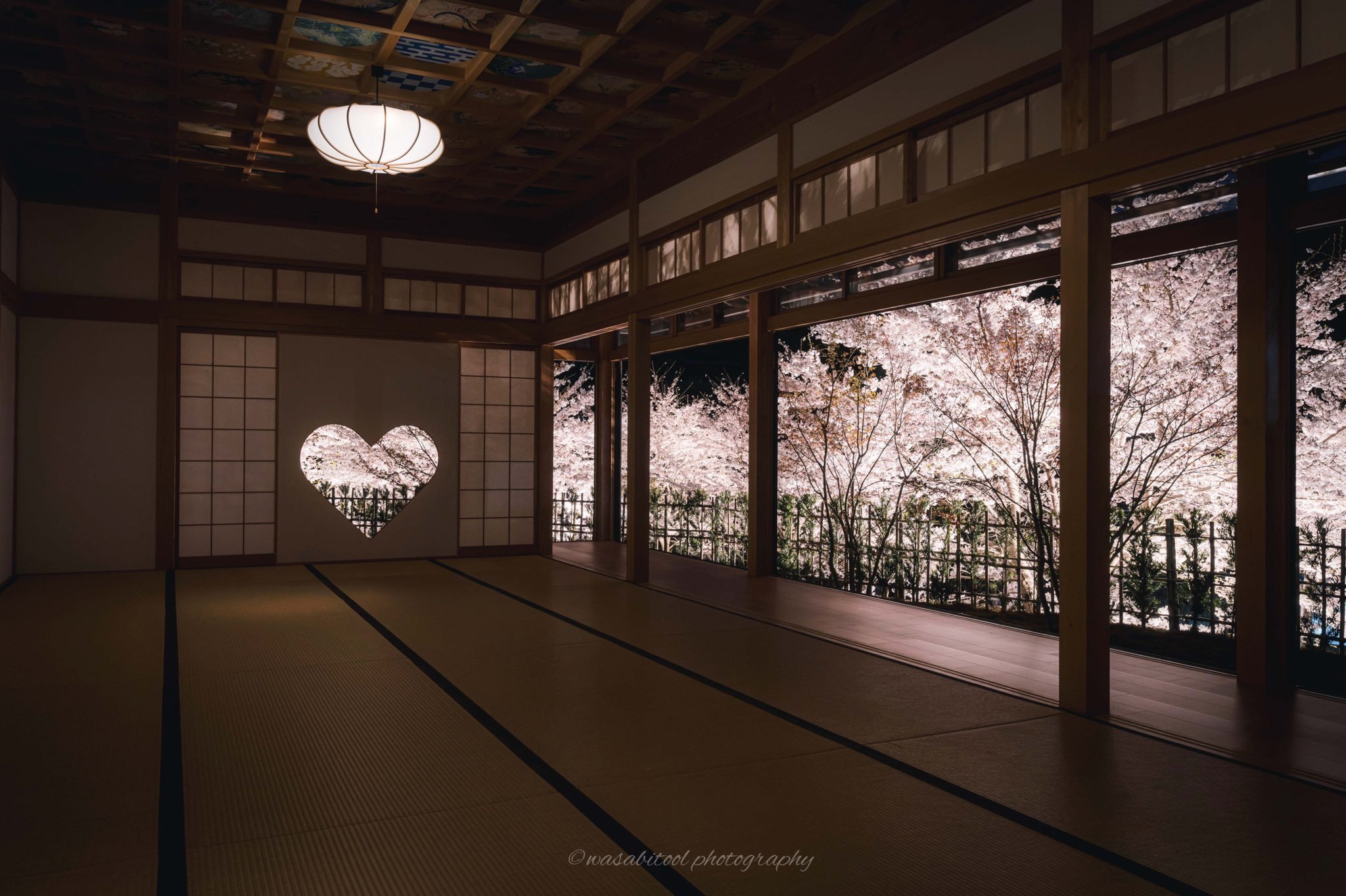 京都正寿寺:室内赏樱 今年东京也已经公布樱花开花宣言啦