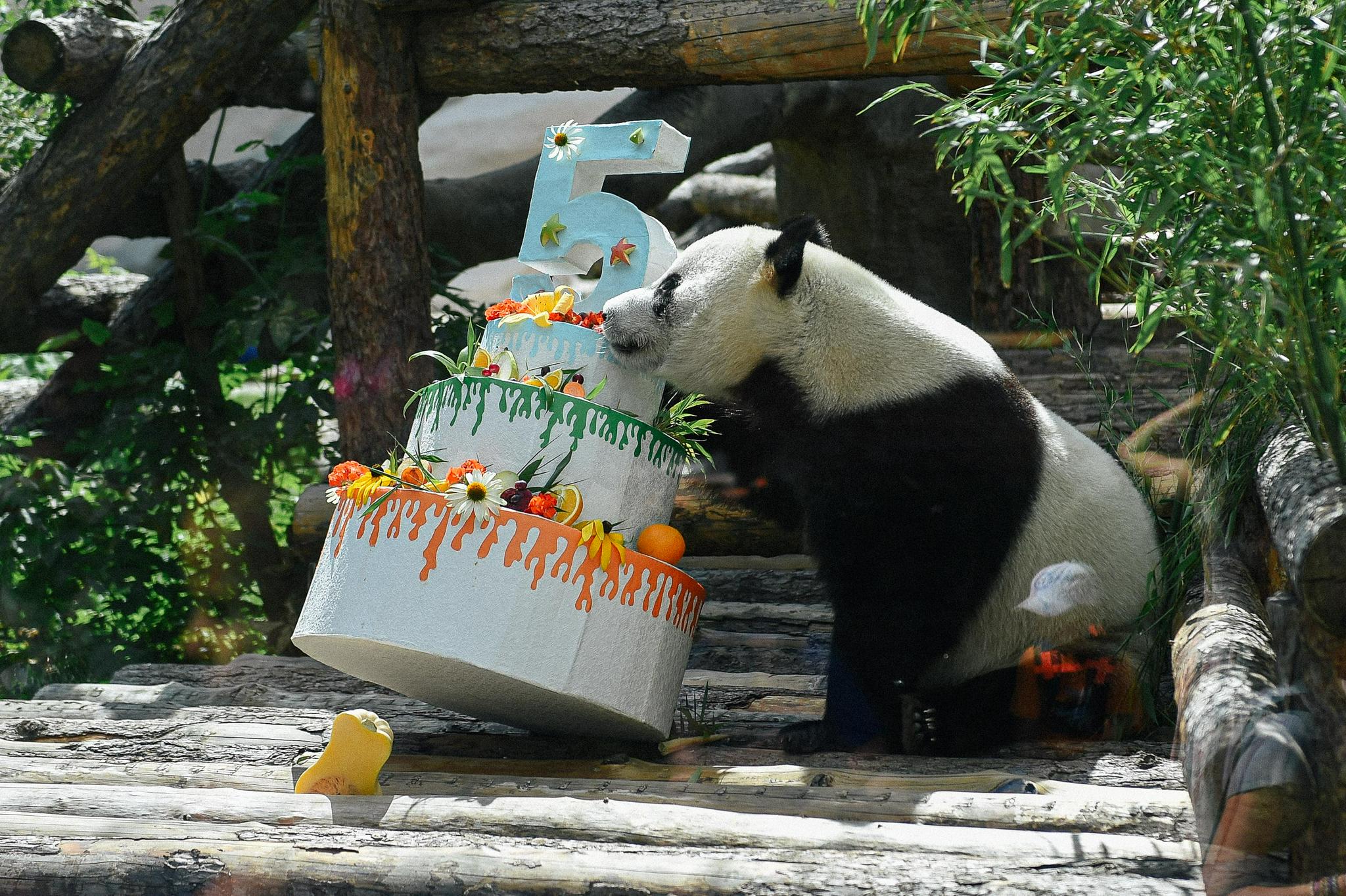 7月31日,在俄罗斯莫斯科动物园,大熊猫"如意"享用工作人员为它准备的"