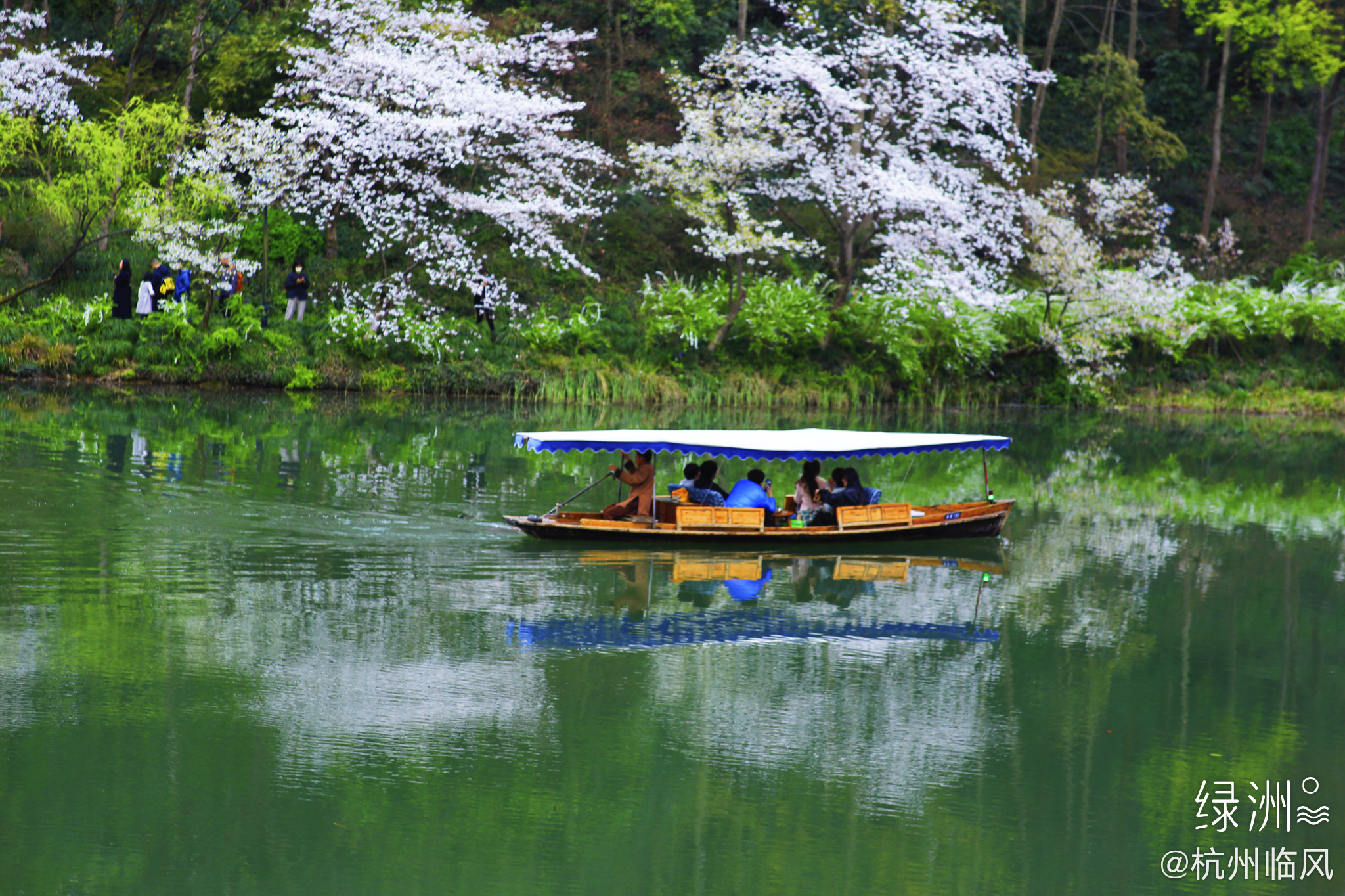 杭州乌龟潭樱花盛开啦