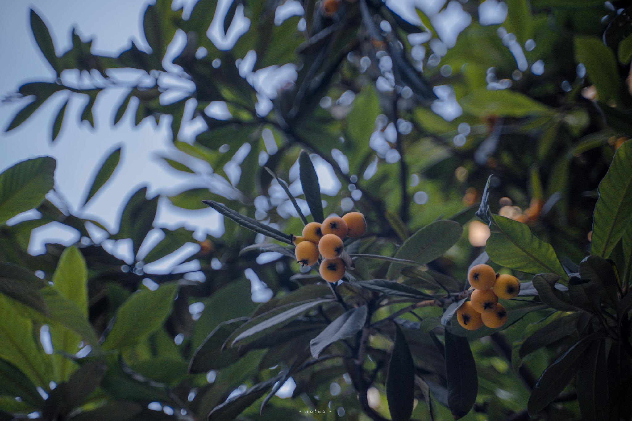 柔柔绿意 洒落一地