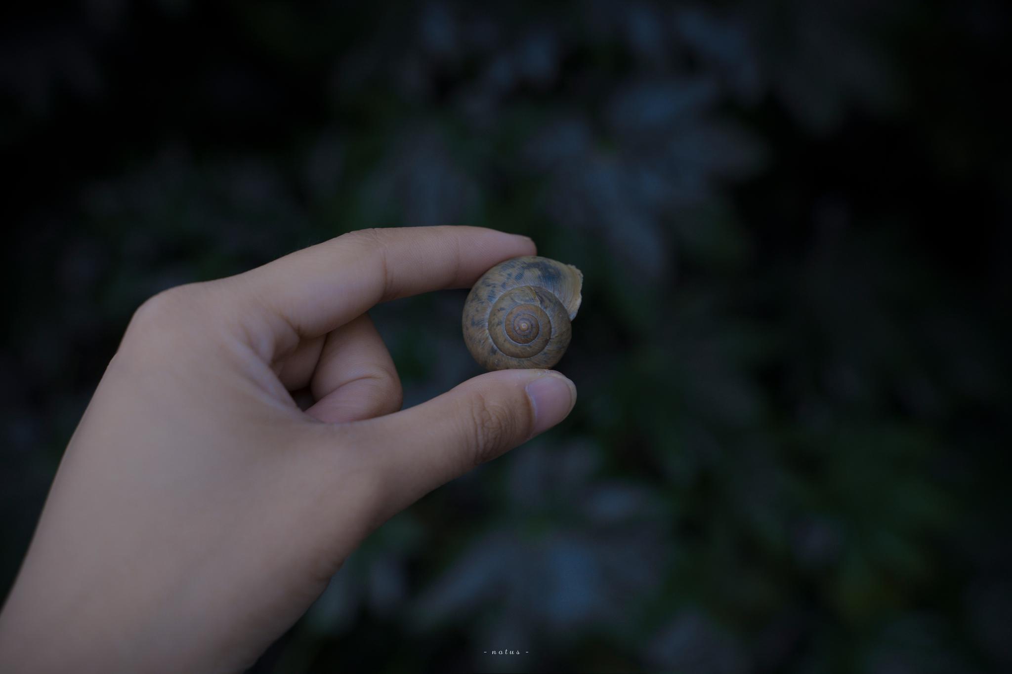 柔柔绿意 洒落一地