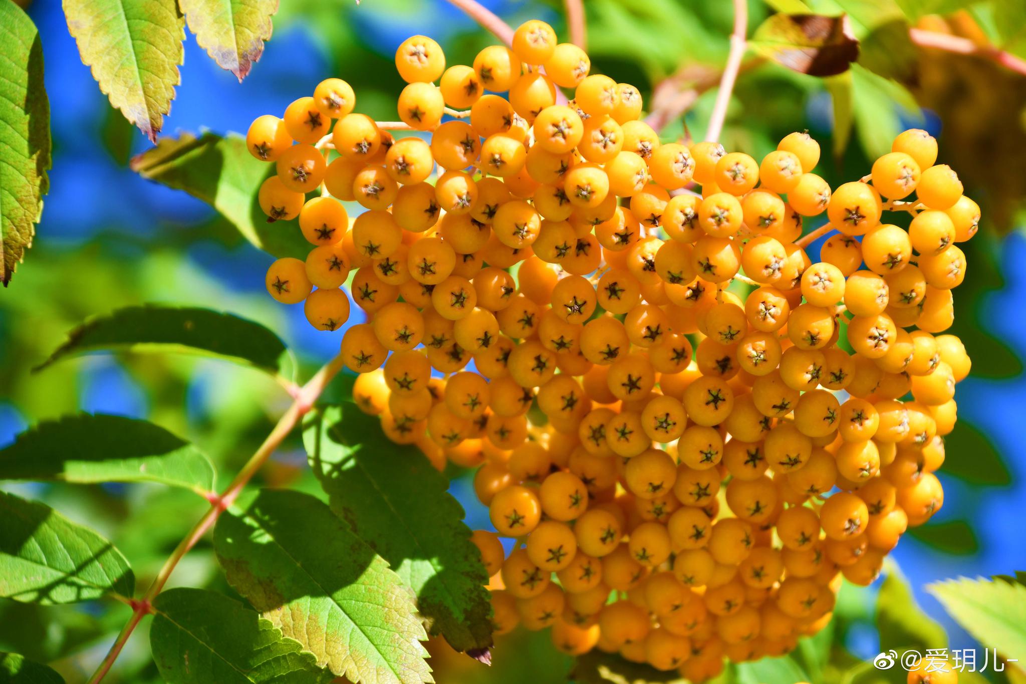 杏黄色的花楸果在秋天里果实累累_高清图集_新浪网