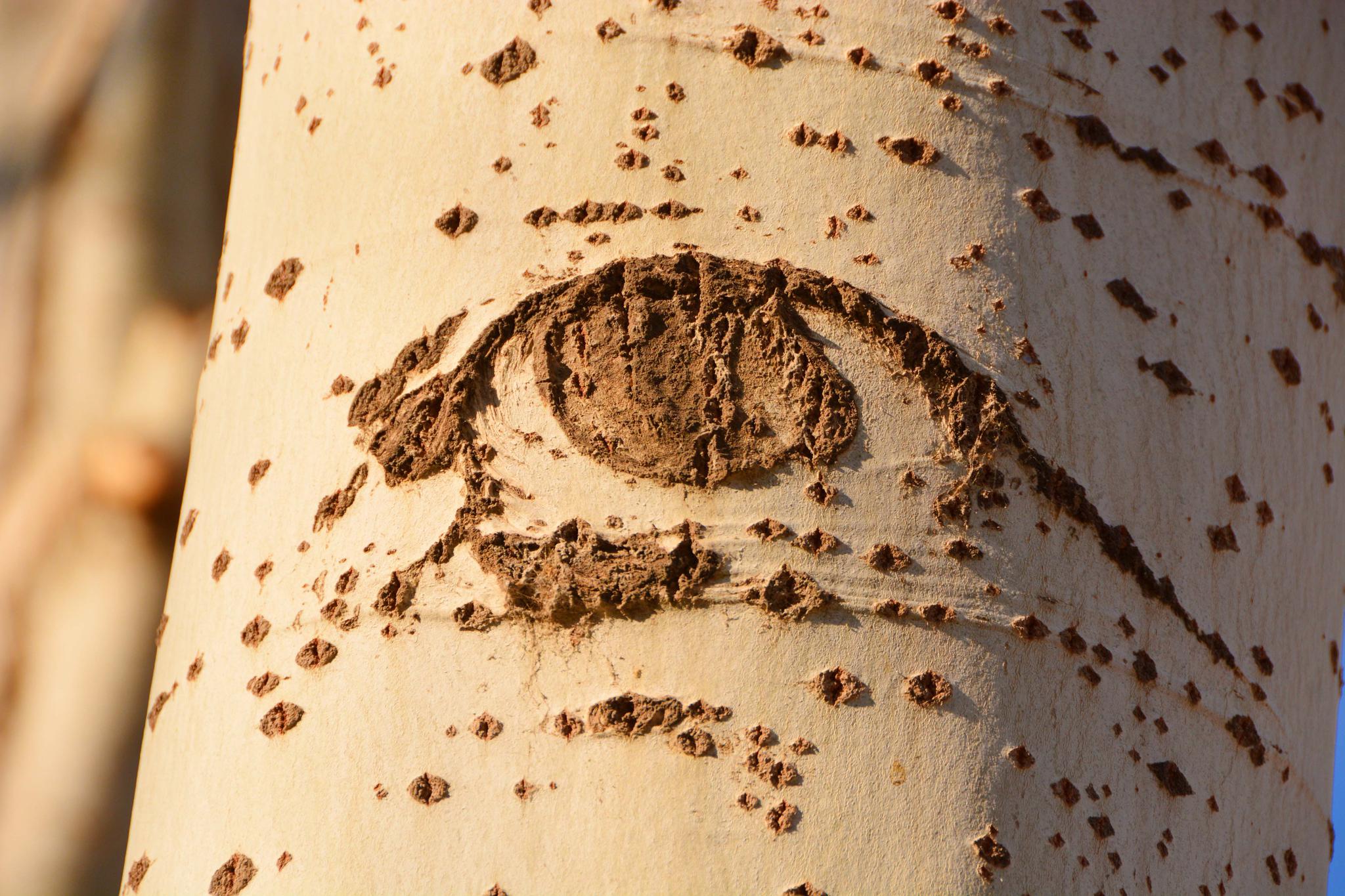 冬天杨树皮上各种形状的眼睛图案