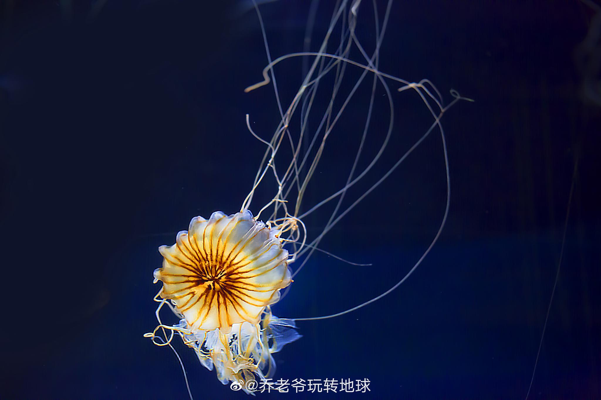 海底精灵水母展-南京海底世界梦幻水母线上展-南京海底世界官方网站
