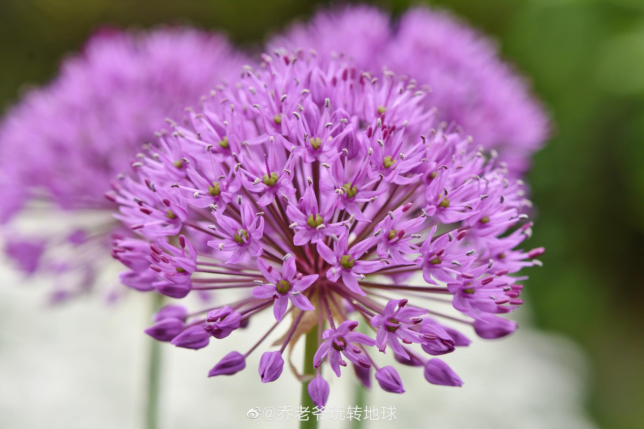 观赏葱,拉丁名allium,为百合科葱属植物,原产中亚