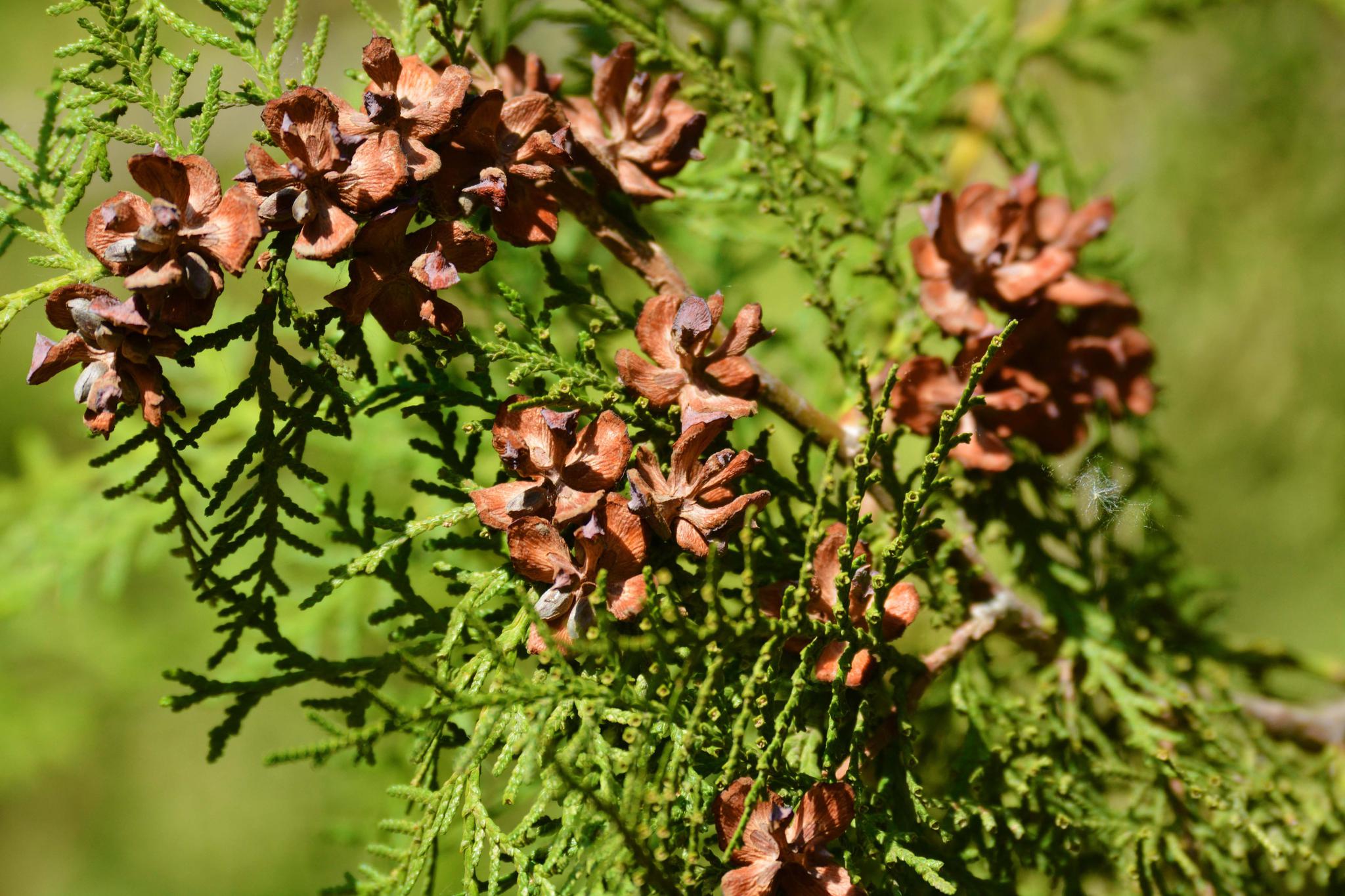 侧柏干裂的果实像花一样