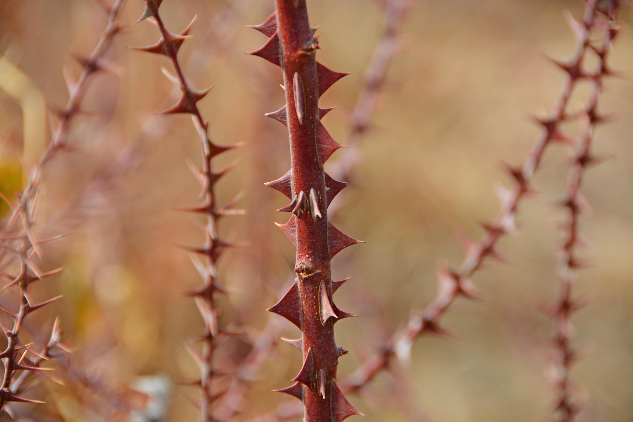 北方三月底刺玫花树的枝干