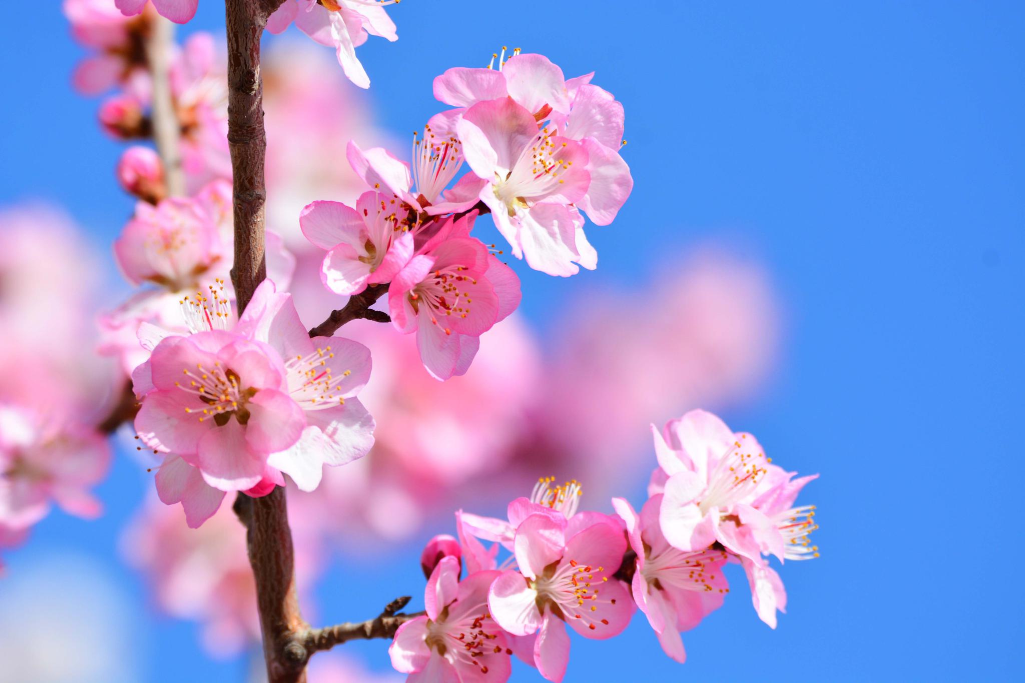 粉色的山桃花娇艳动人……_高清图集_新浪网