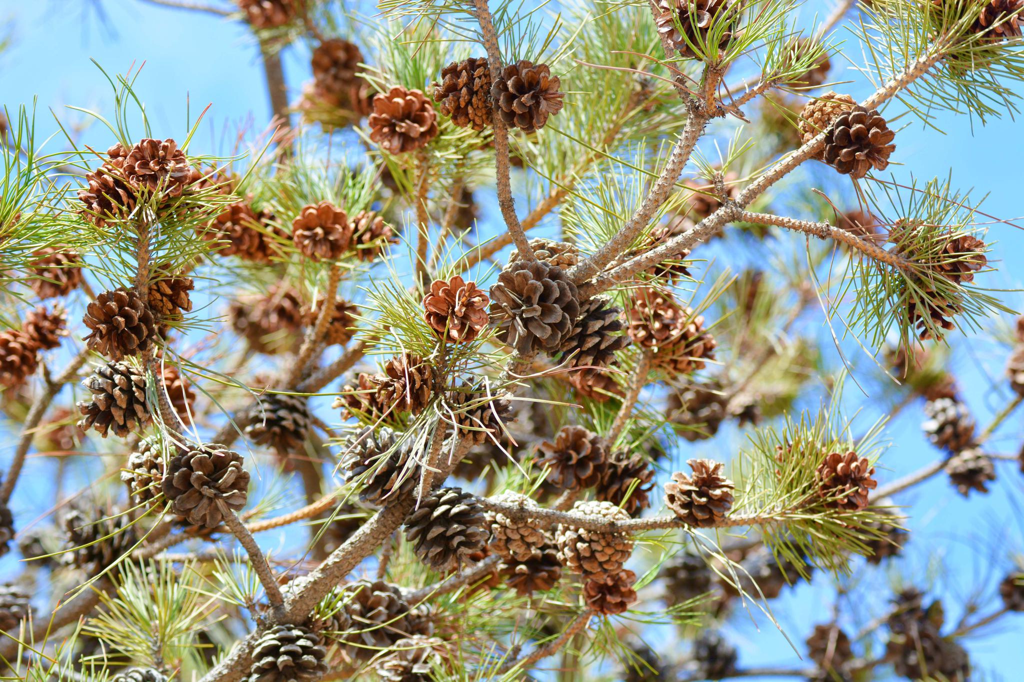 春天松树上果实累累的松塔……_高清图集_新浪网