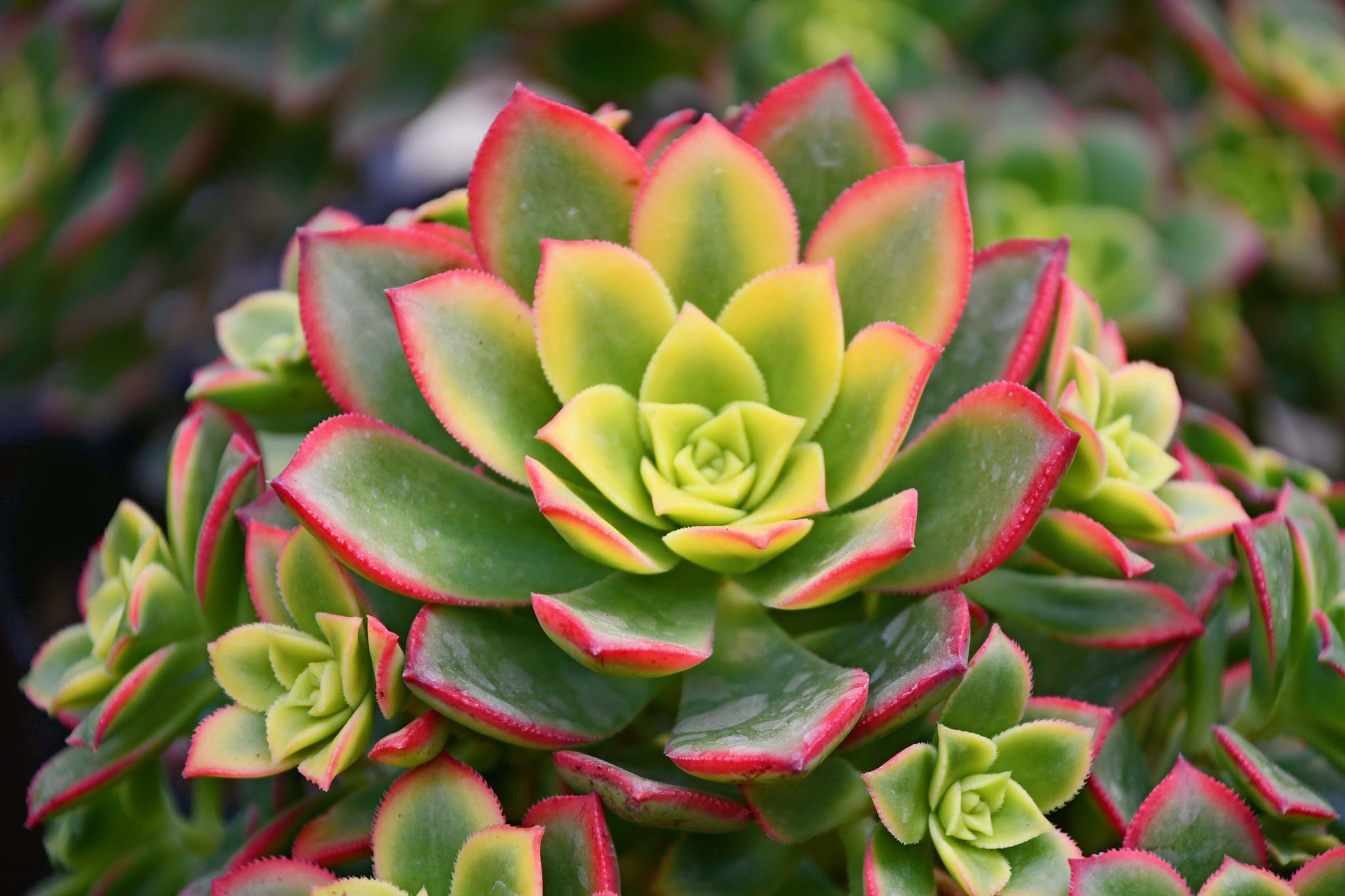 红边绿叶的多肉植物……_高清图集_新浪网