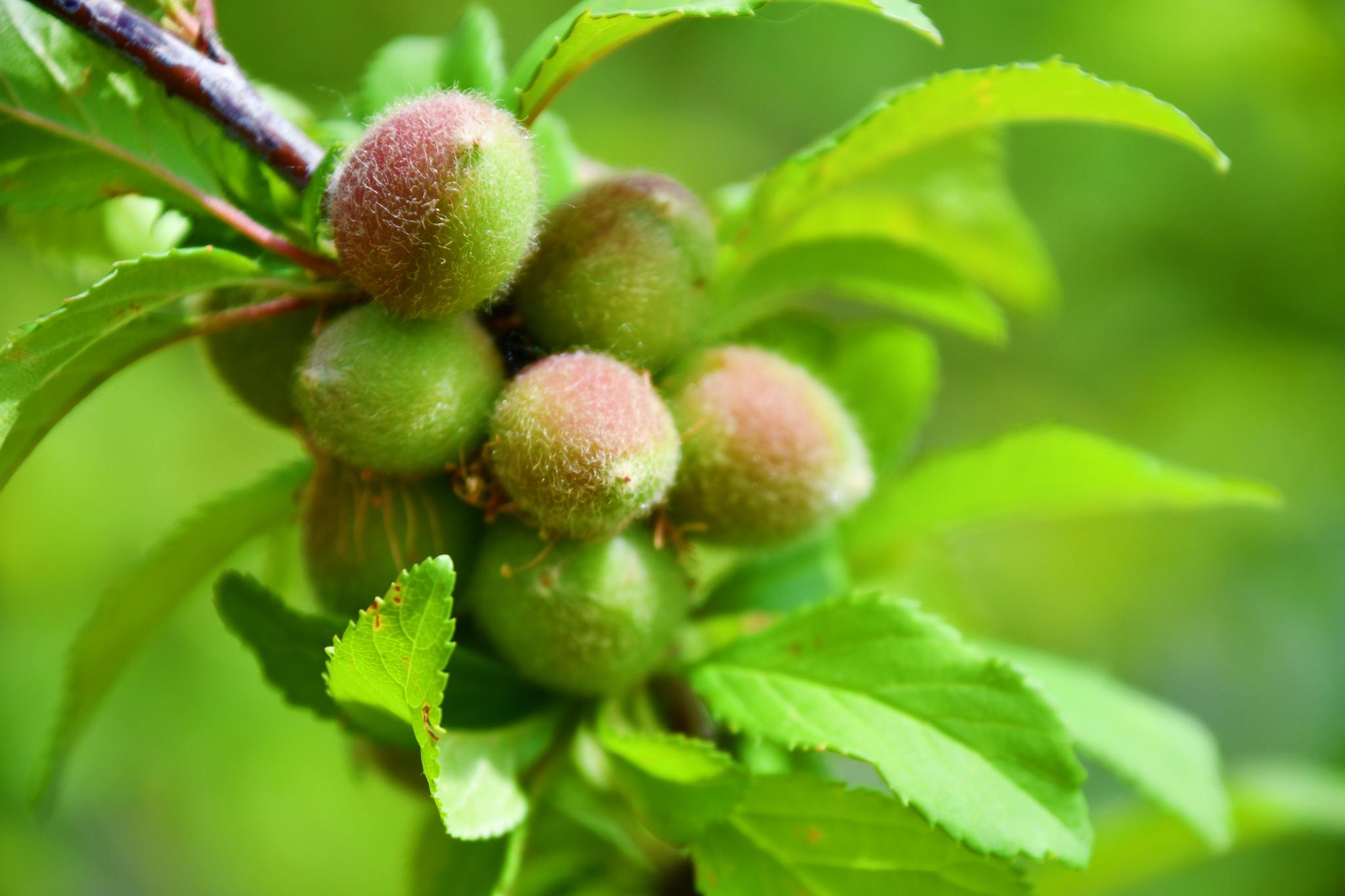 榆叶梅树开花后结的果实……_高清图集_新浪网