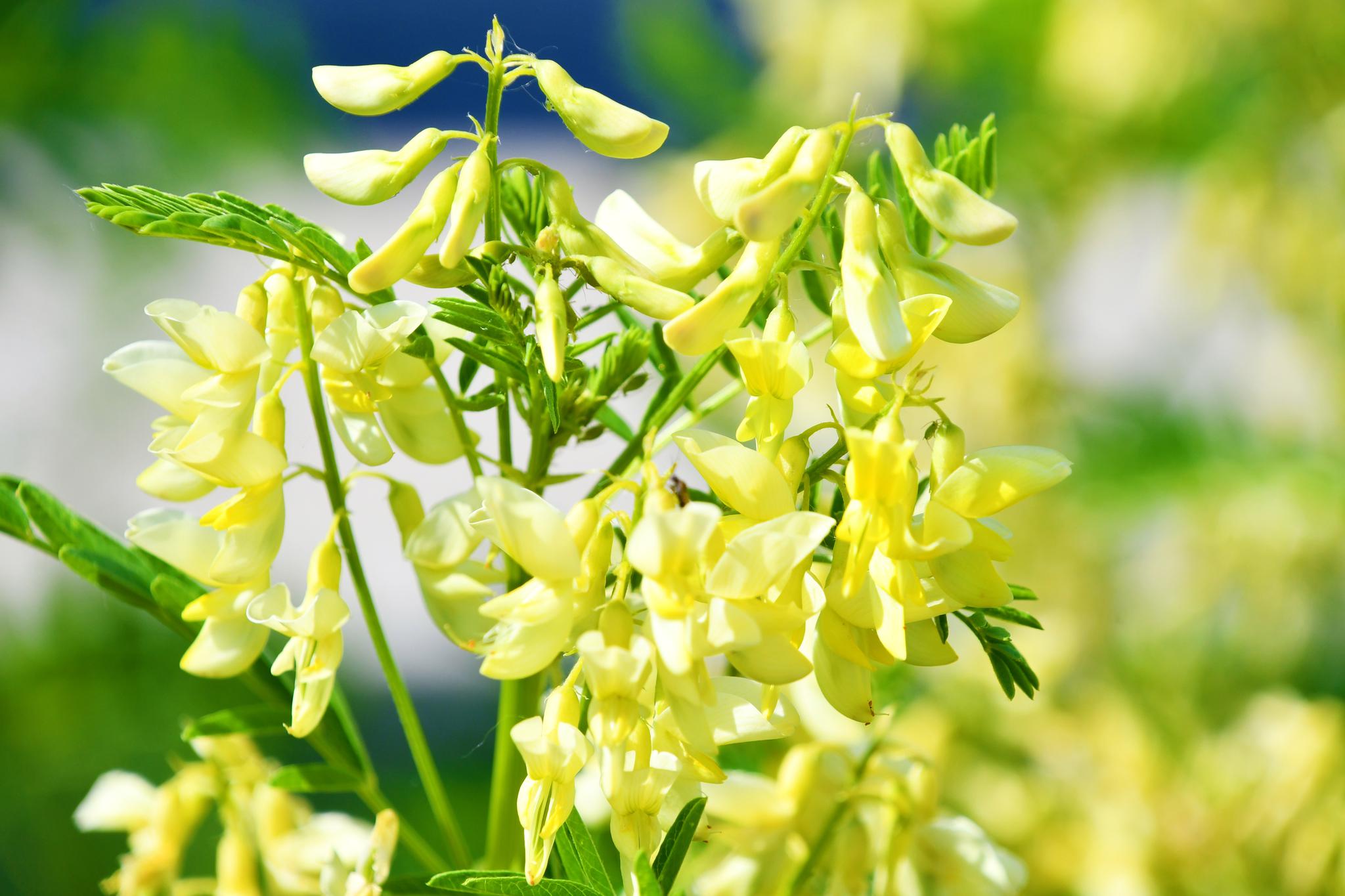 野生植物中药材黄芪花,原创拍摄_高清图集_新浪网