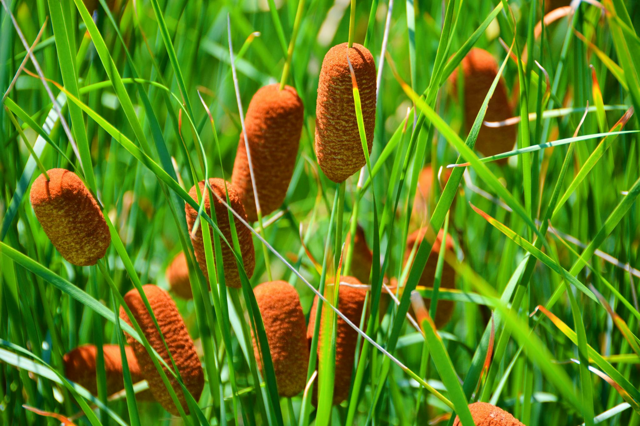 小巧可爱的蒲棒还是一种中药材,原创拍摄