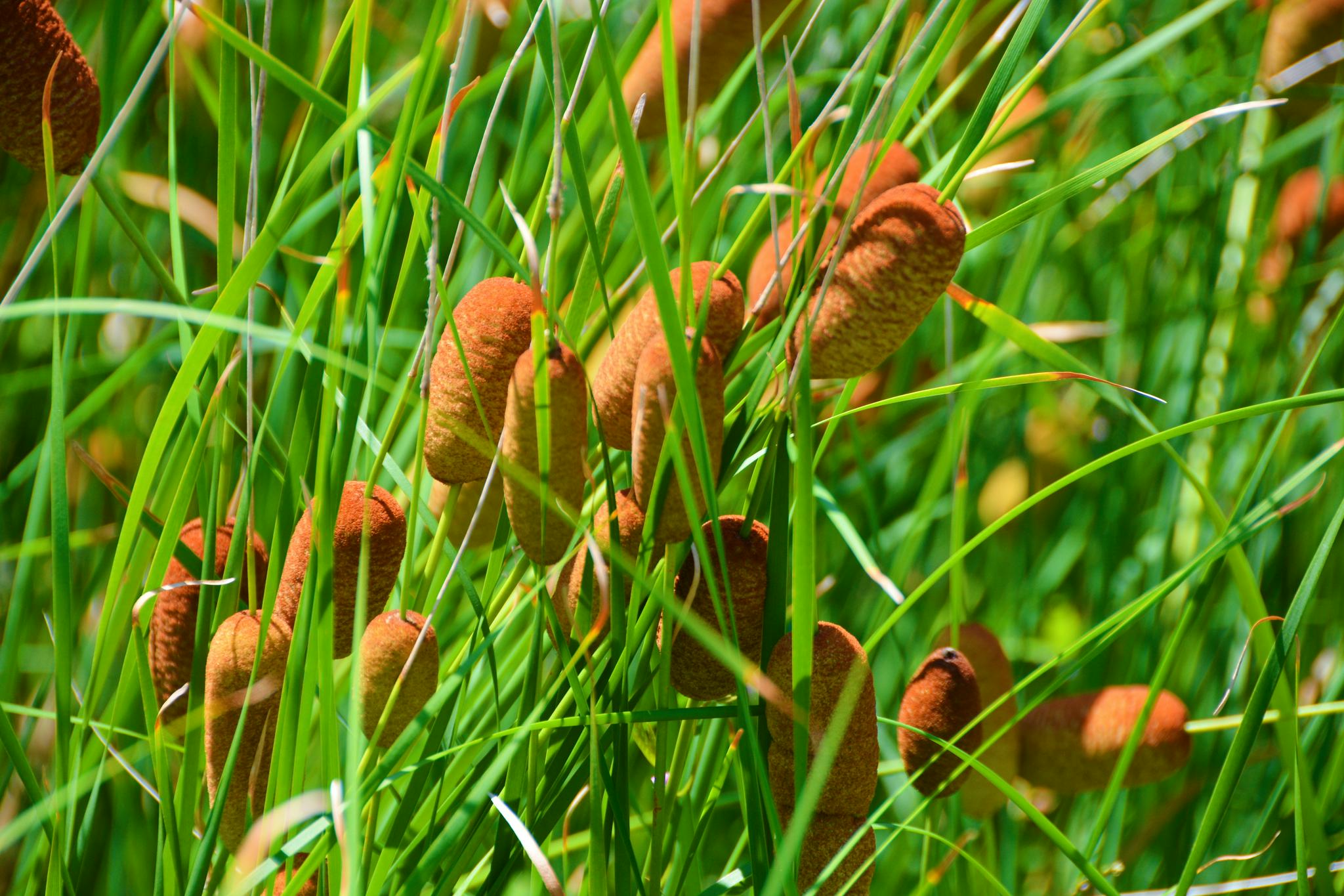 小巧可爱的蒲棒还是一种中药材,原创拍摄