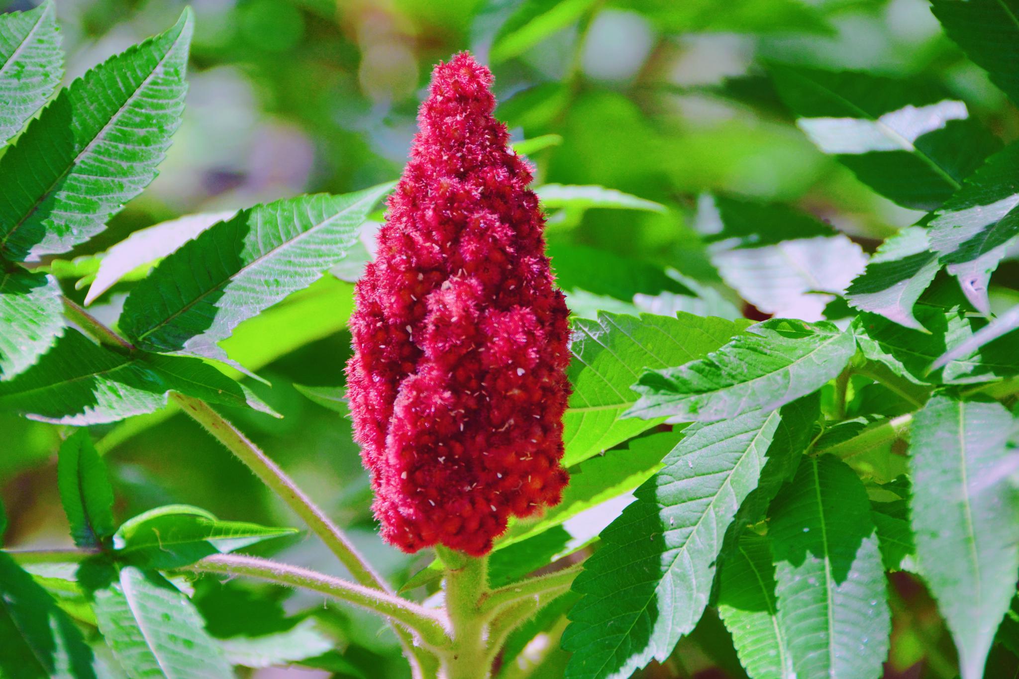 火炬树像火炬一样的花，原创拍摄