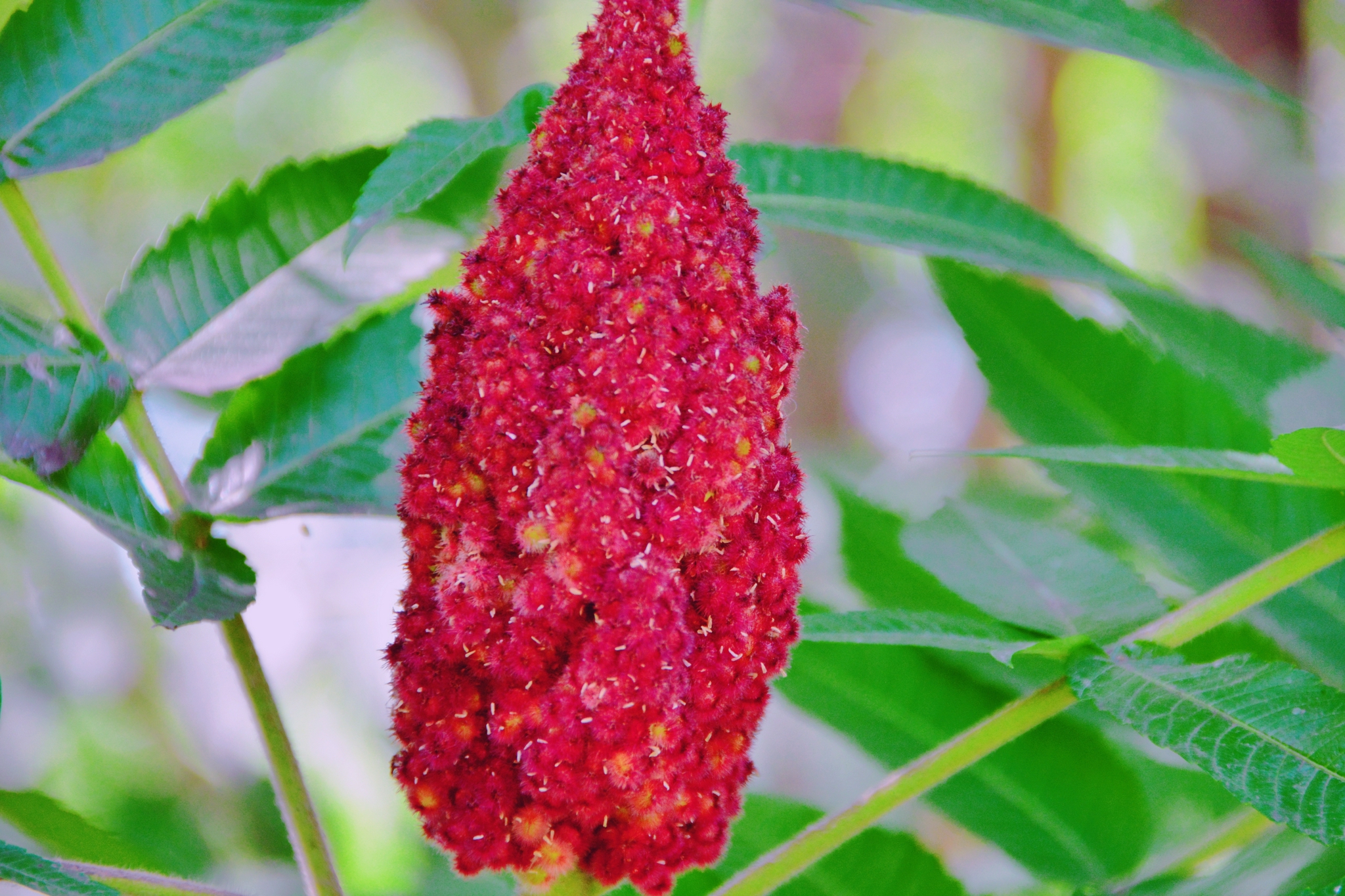 火炬树像火炬一样的花,原创拍摄