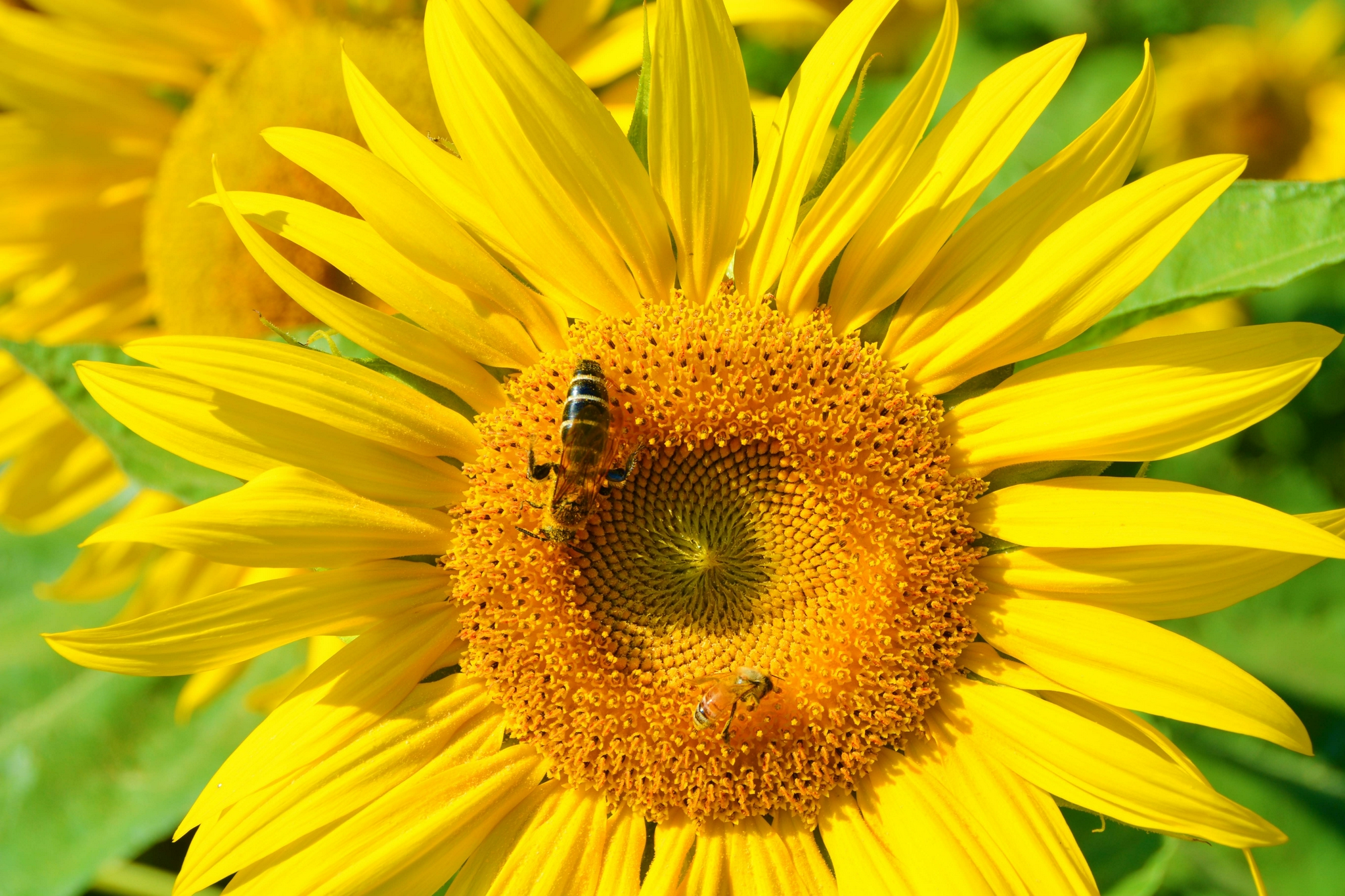 向日葵花朵与蜜蜂,原创拍摄_高清图集_新浪网