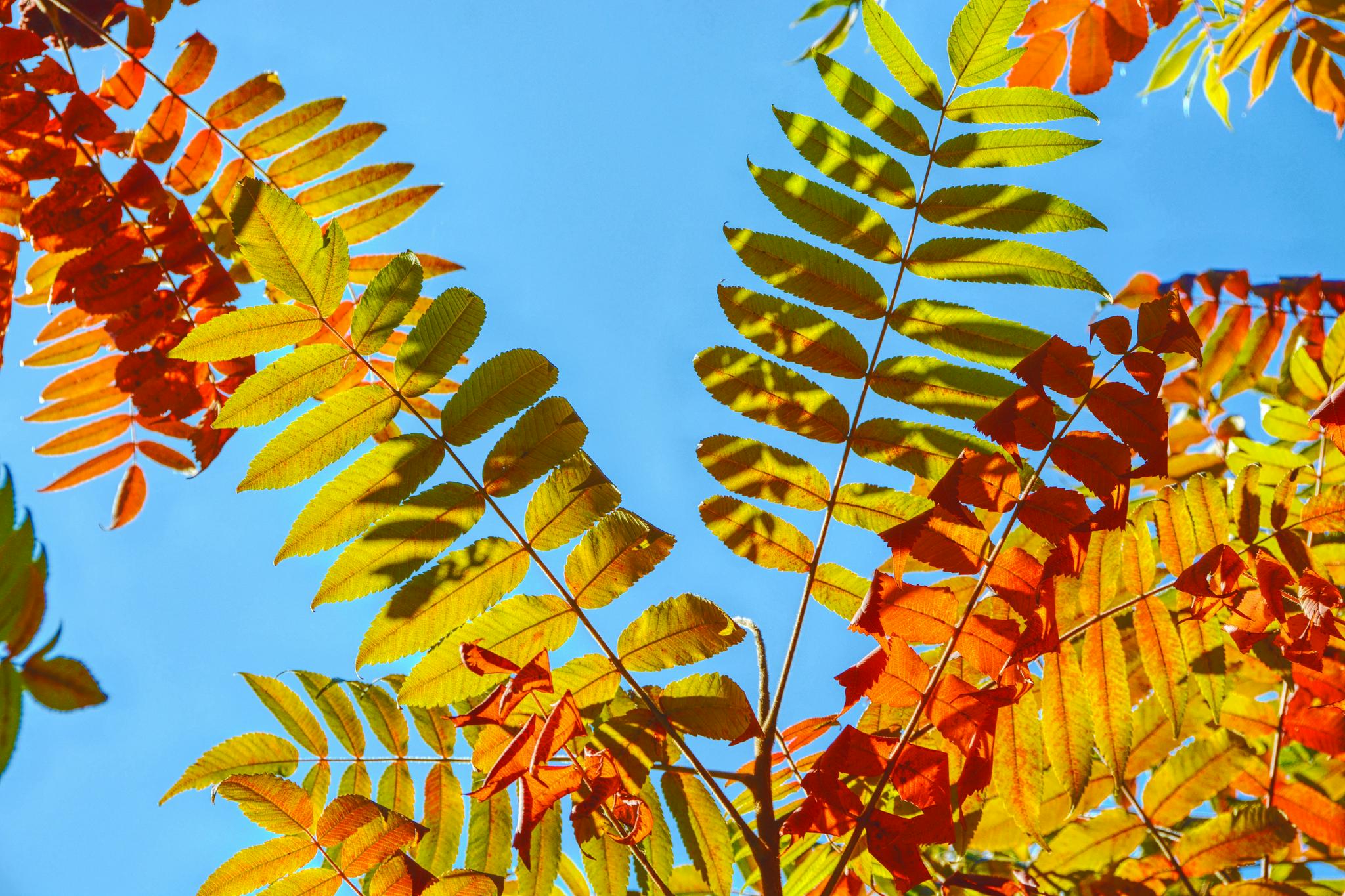 秋天的火炬树五彩斑斓,原创拍摄_高清图集_新浪网