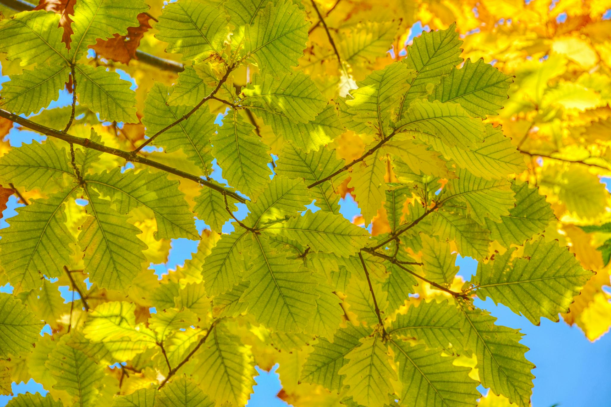 逆光下的蒙古栎树叶子,原创拍摄_高清图集_新浪网