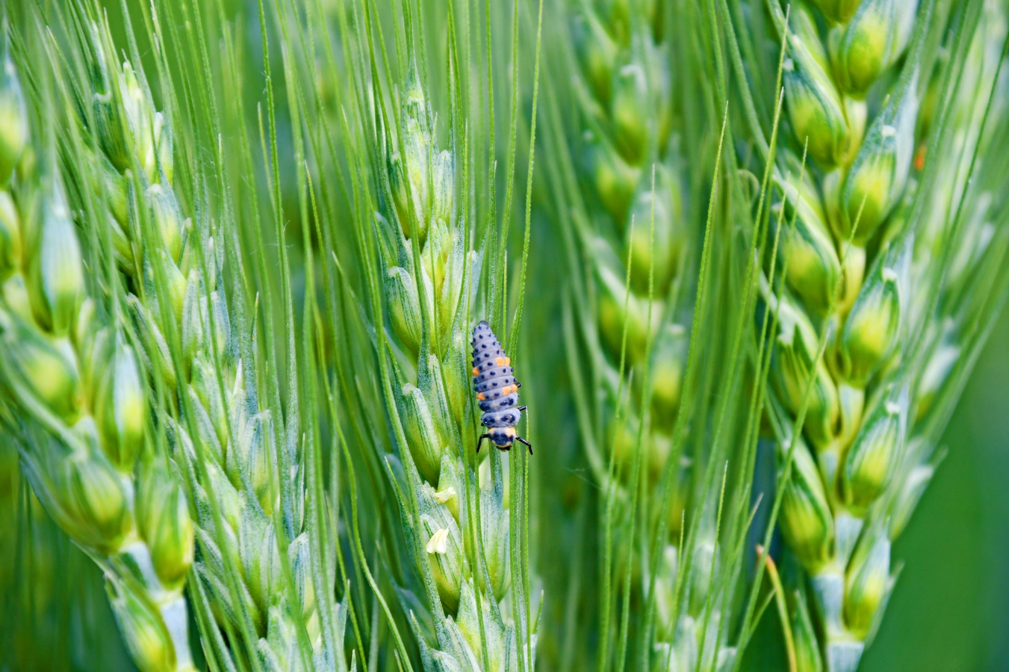 七星瓢虫幼虫,原创拍摄_高清图集_新浪网