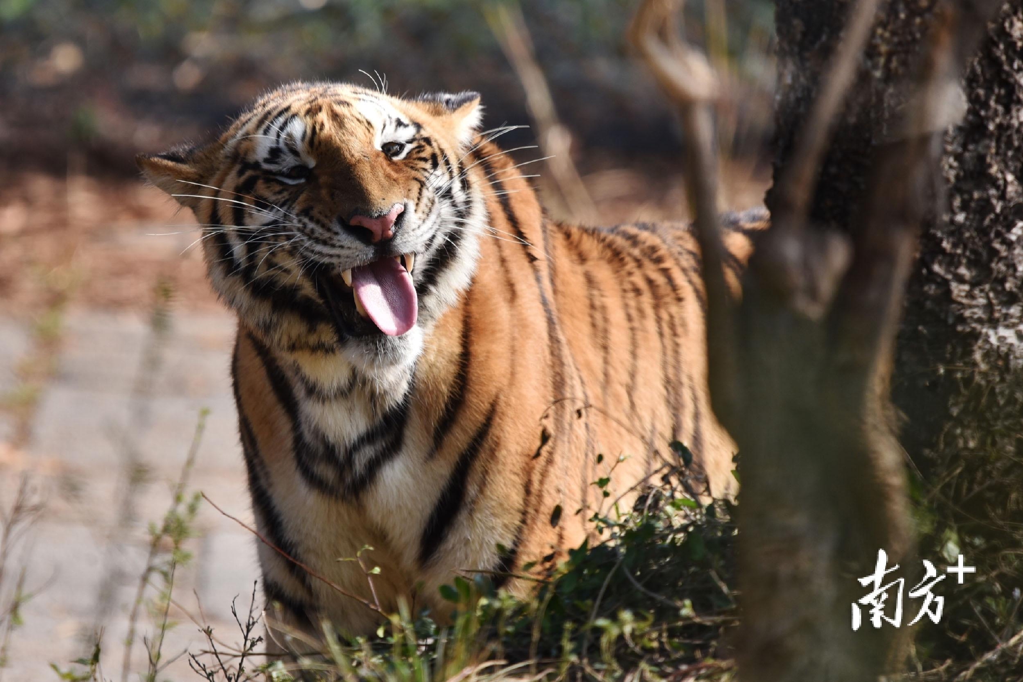 深圳野生动物园"虎虎生威"迎虎年|老虎|东北虎|深圳_新浪新闻
