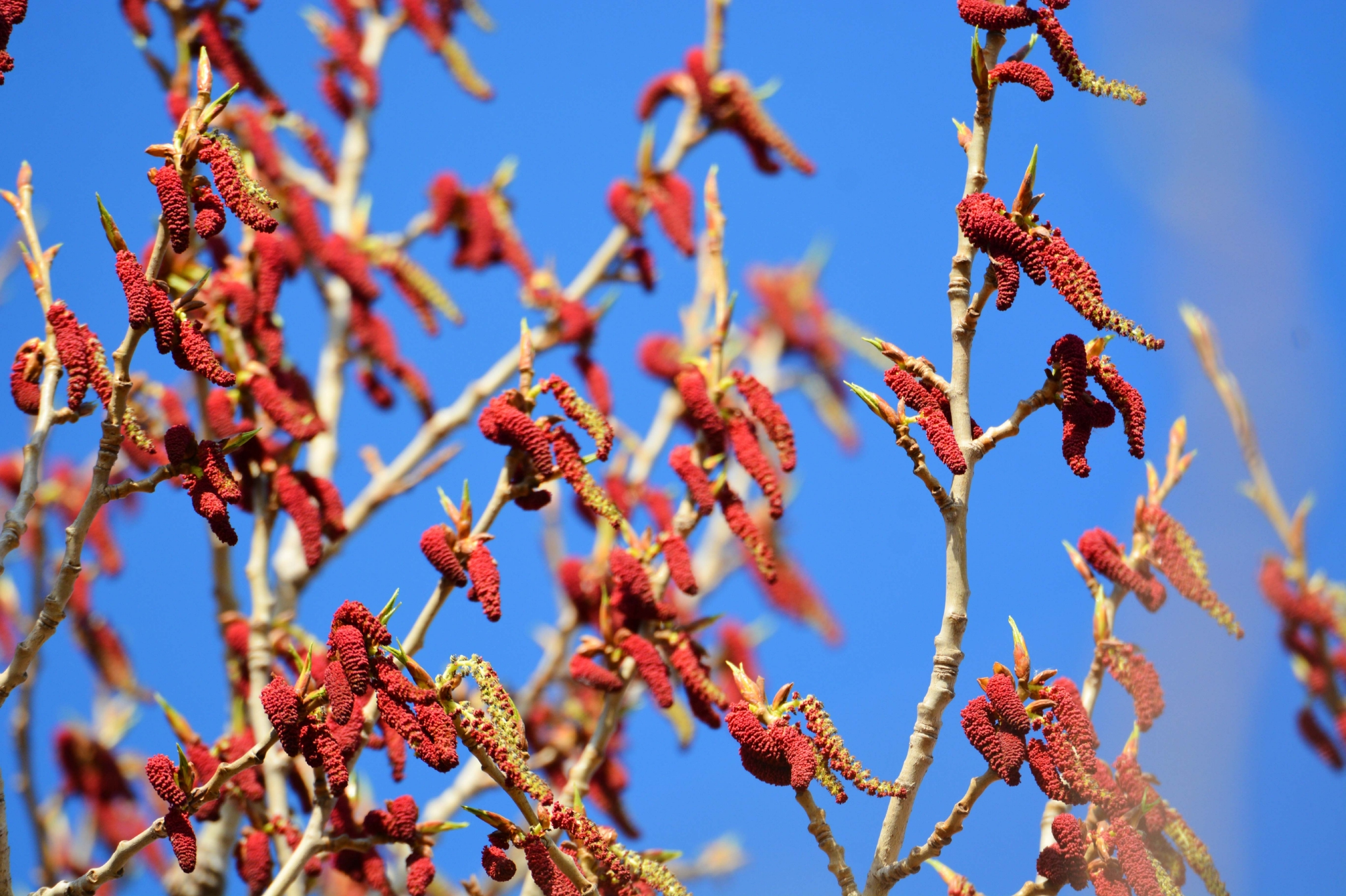 加拿大杨树花,原创拍摄_高清图集_新浪网