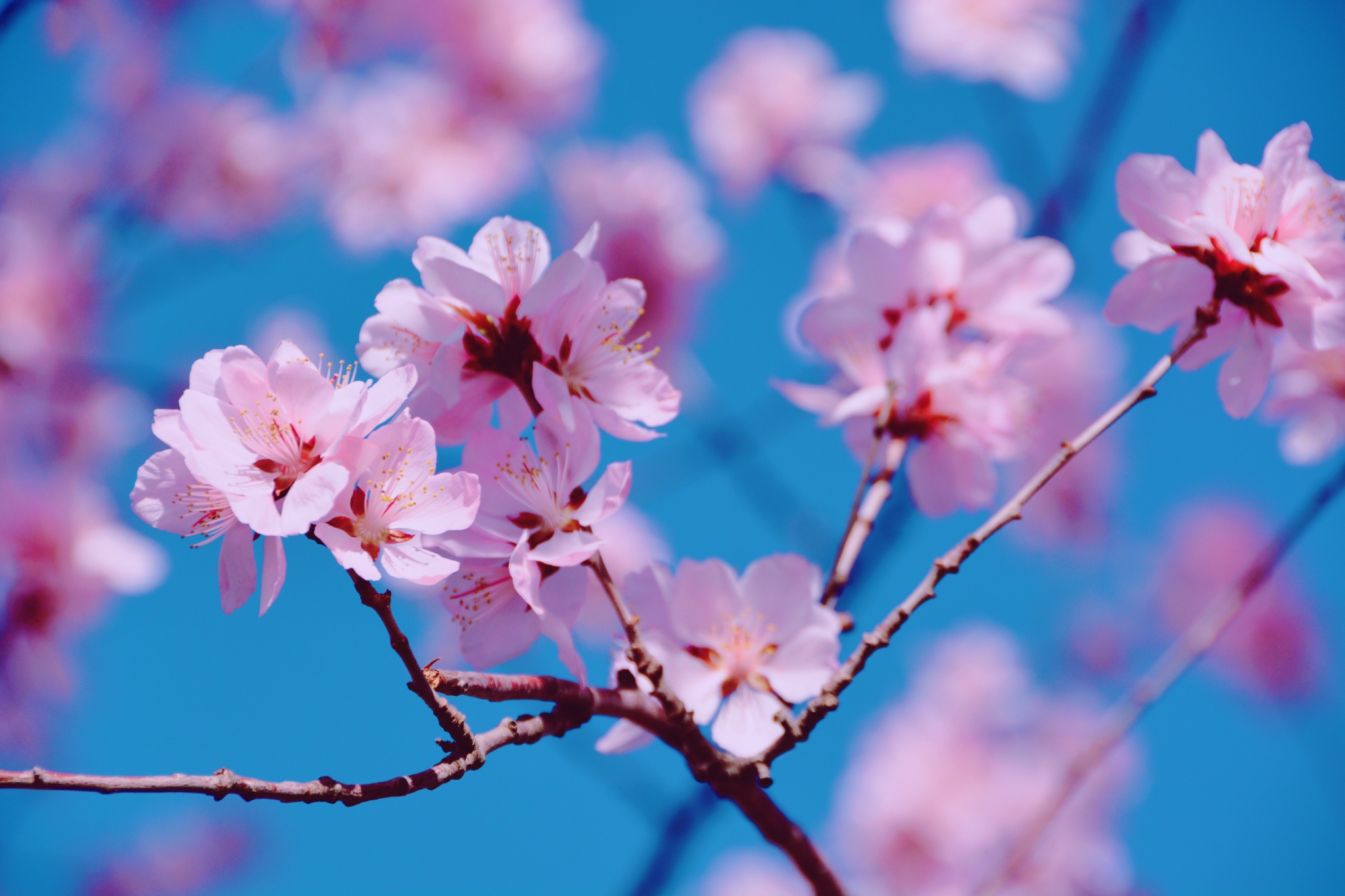 山桃花朵朵开原创拍摄