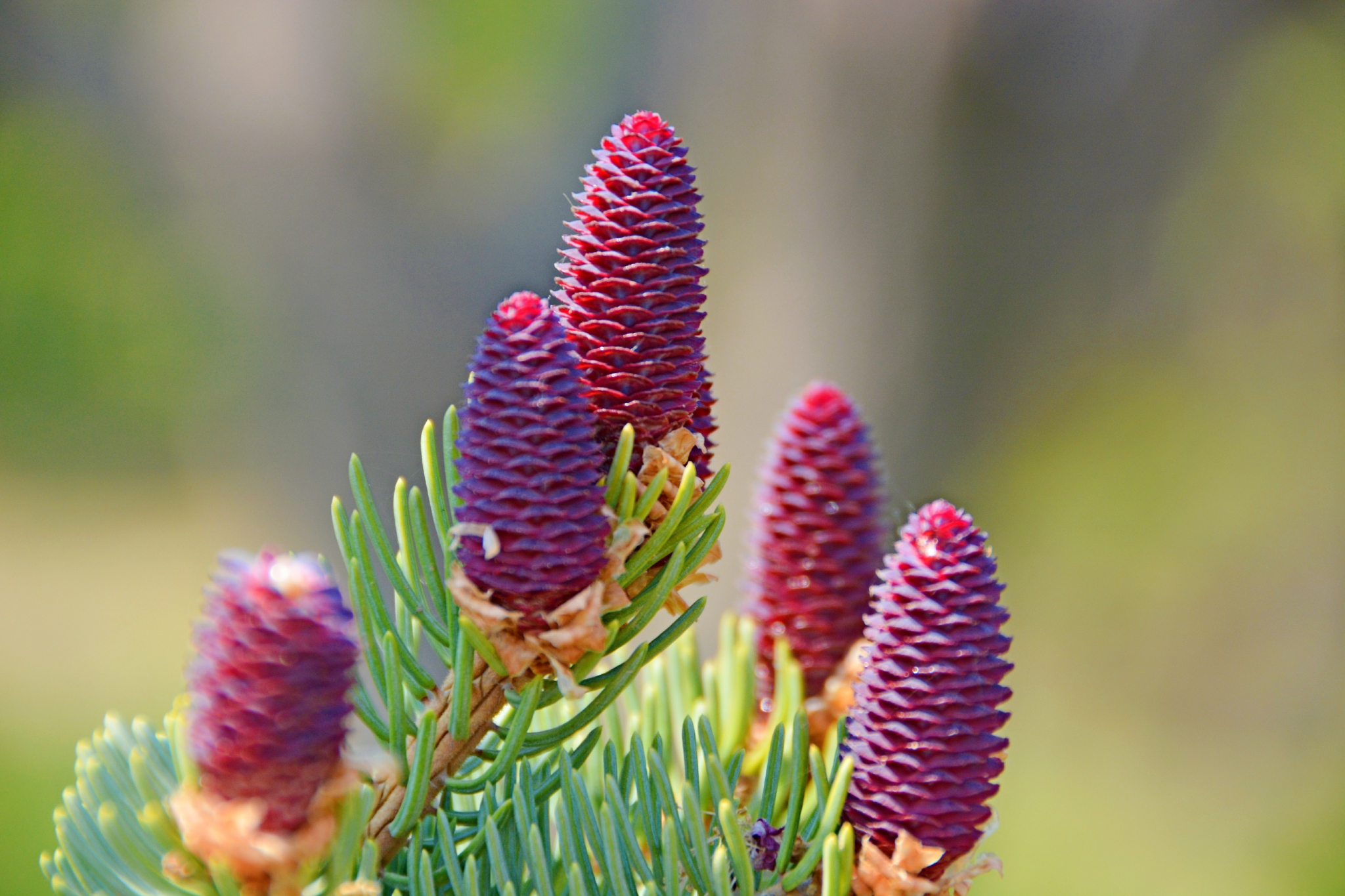 云杉果由花慢慢变成,原创拍摄__财经头条