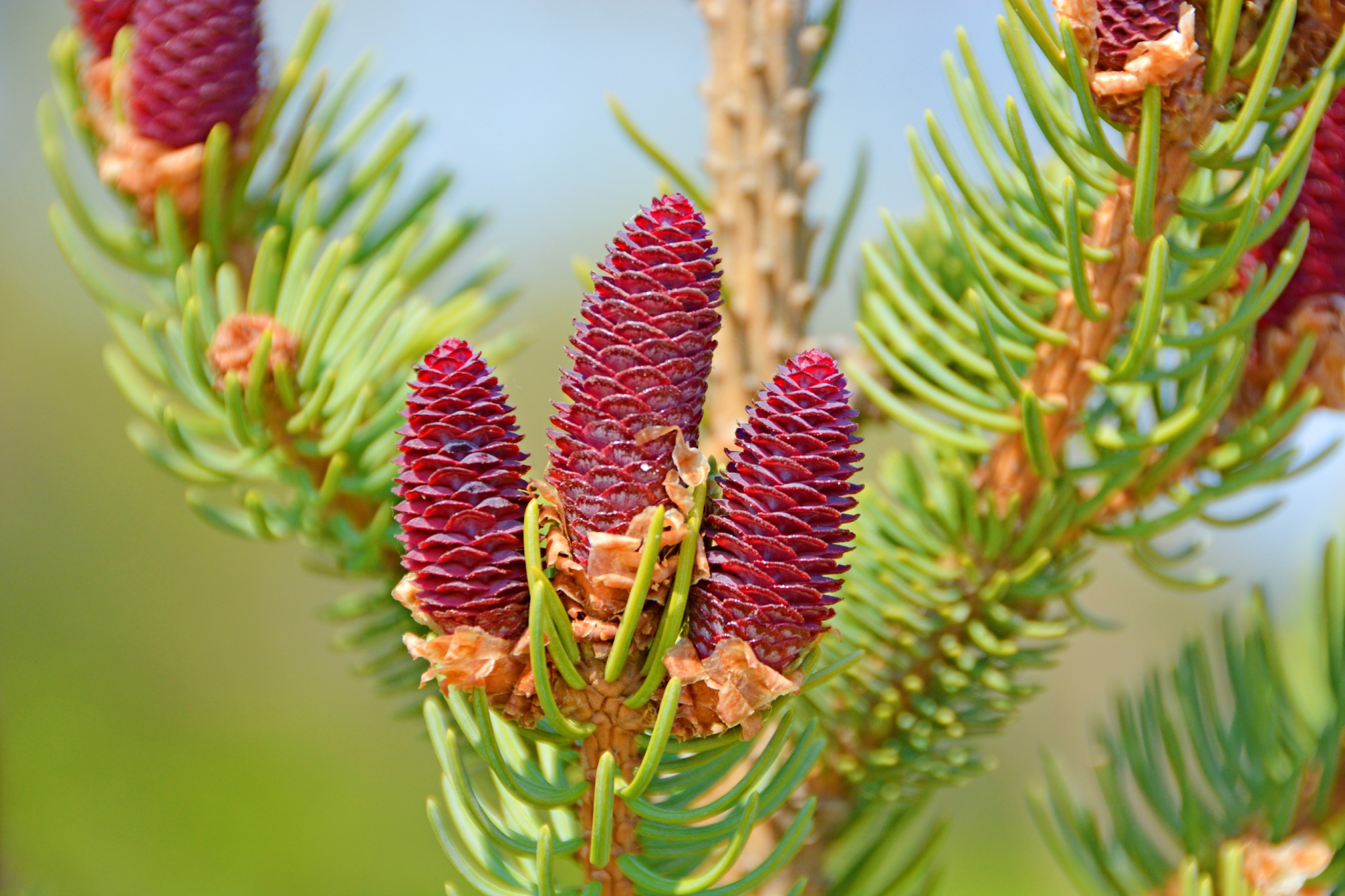 云杉果由花慢慢变成,原创拍摄__财经头条