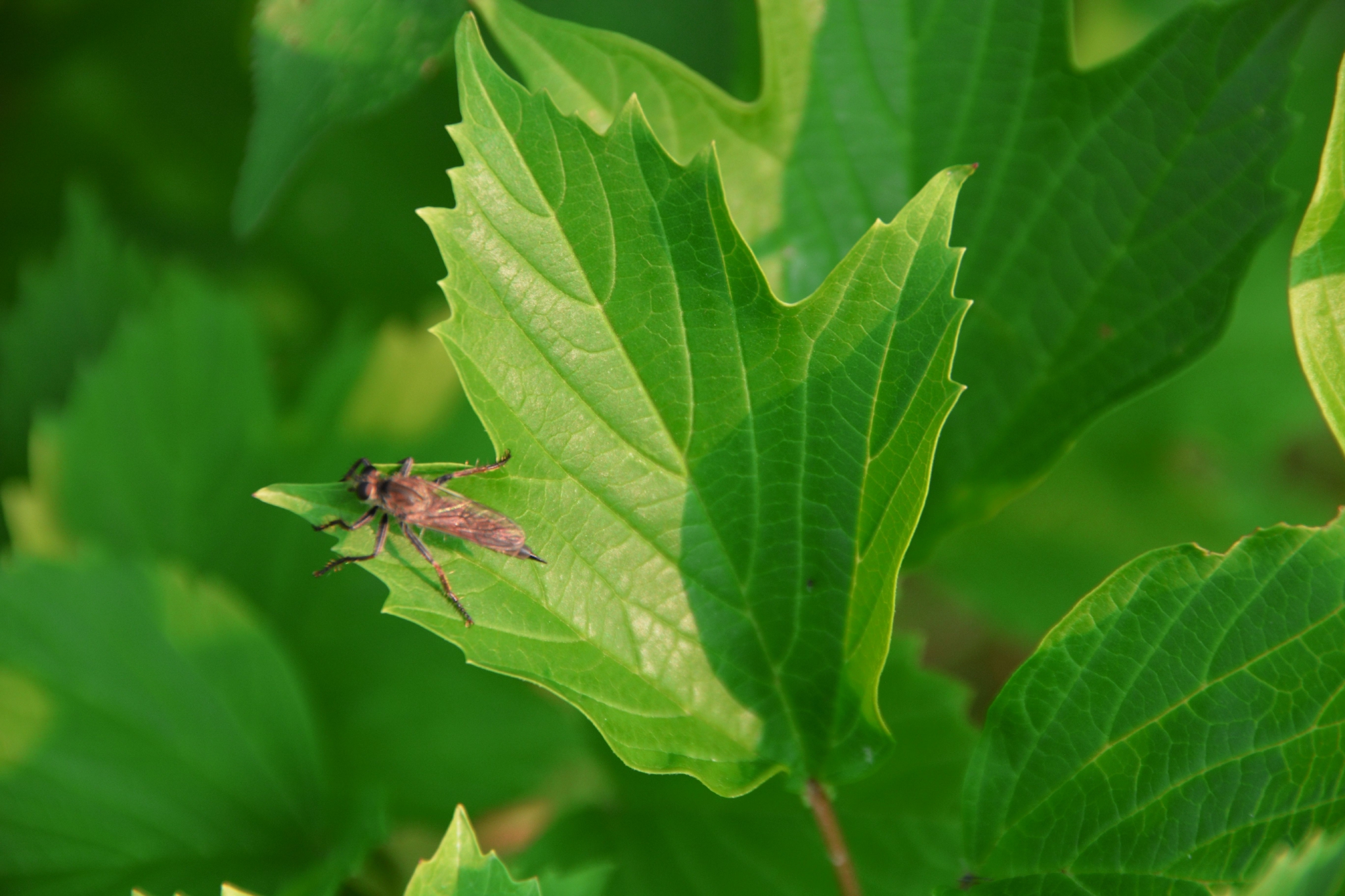 一只牛虻,原创拍摄__财经头条