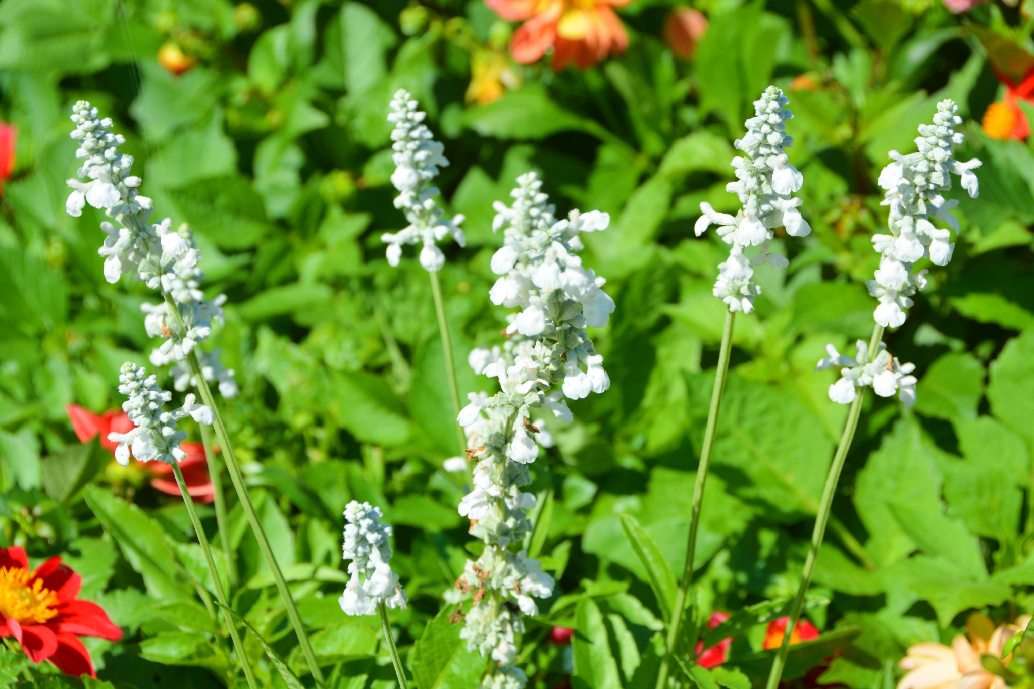 白花鼠尾草原创拍摄