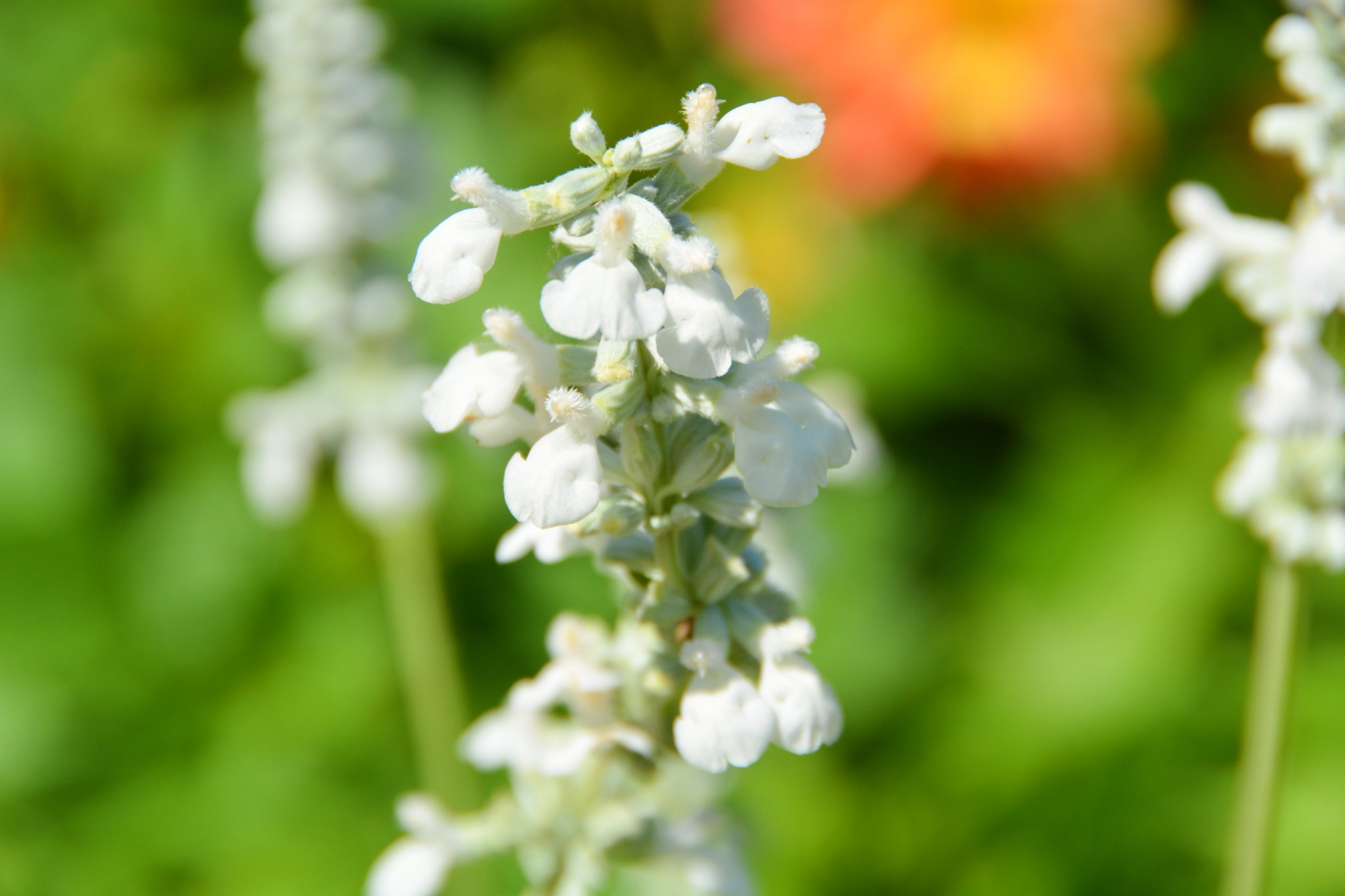 白花鼠尾草原创拍摄