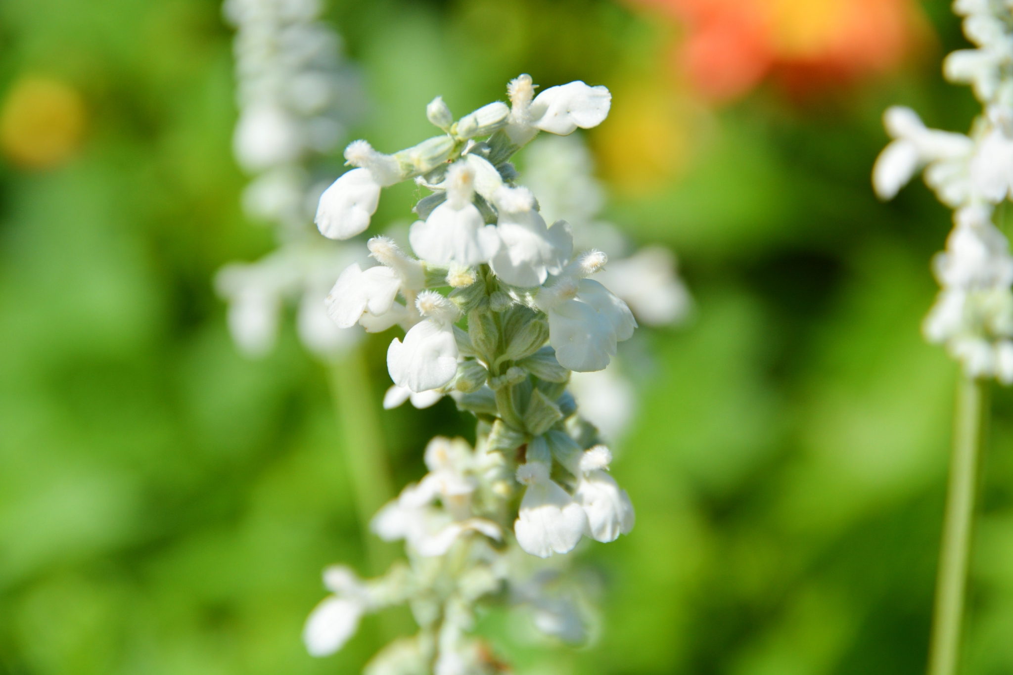 白花鼠尾草原创拍摄