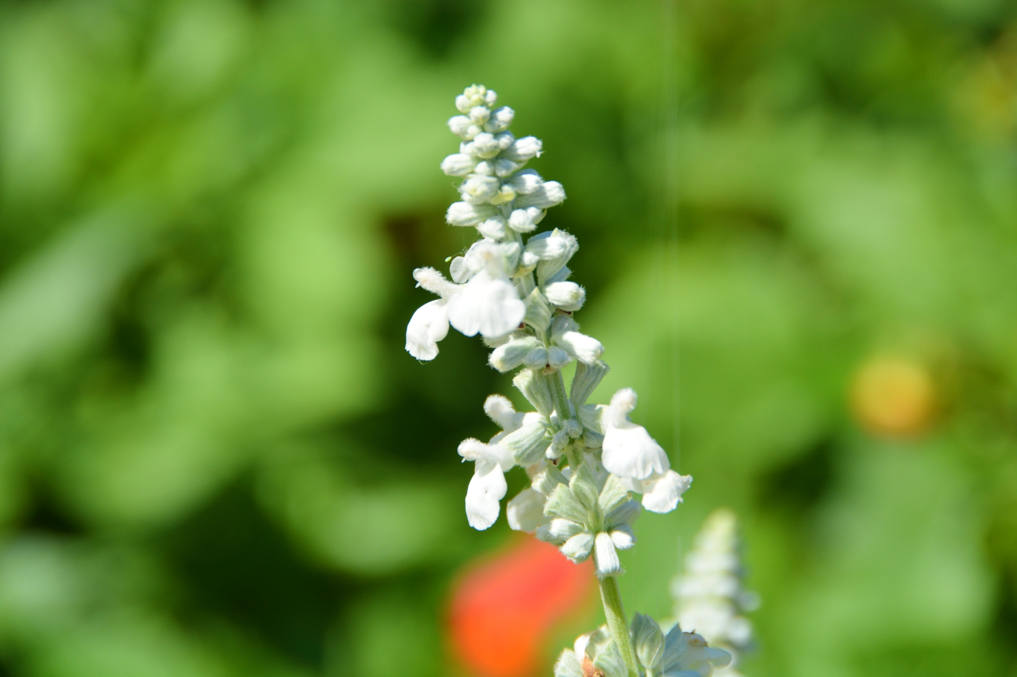 白花鼠尾草原创拍摄