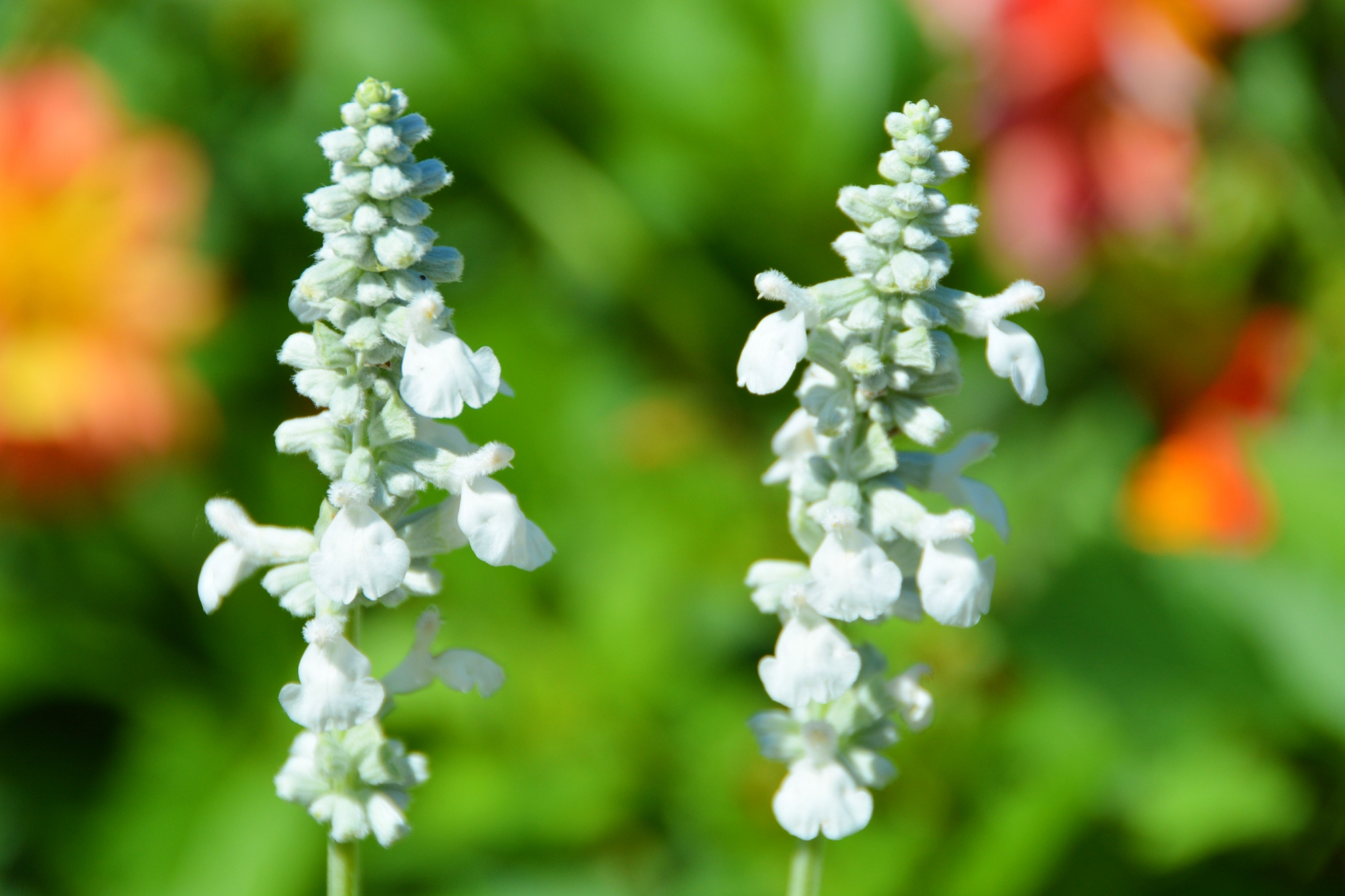 白花鼠尾草原创拍摄