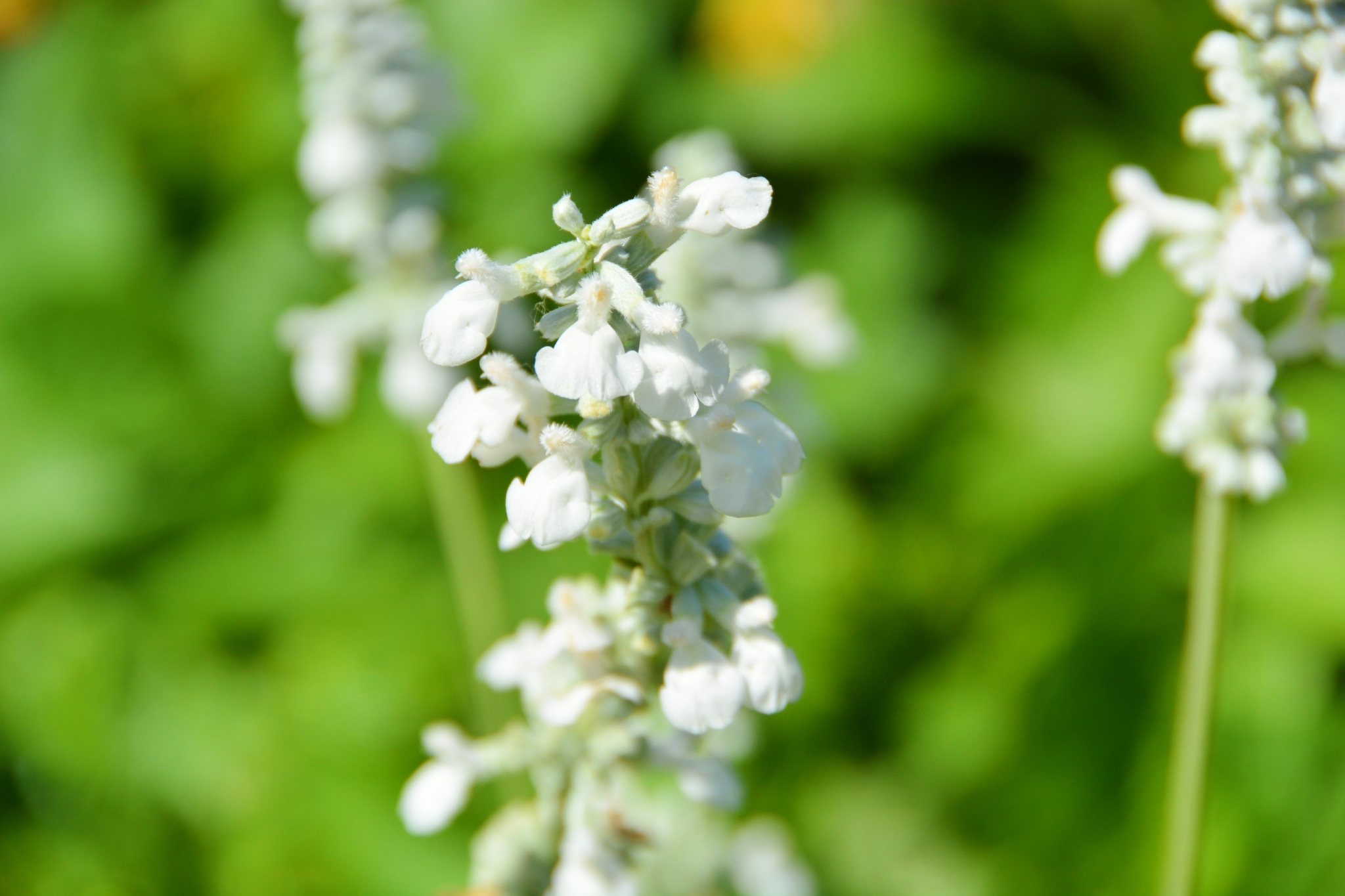 白花鼠尾草原创拍摄