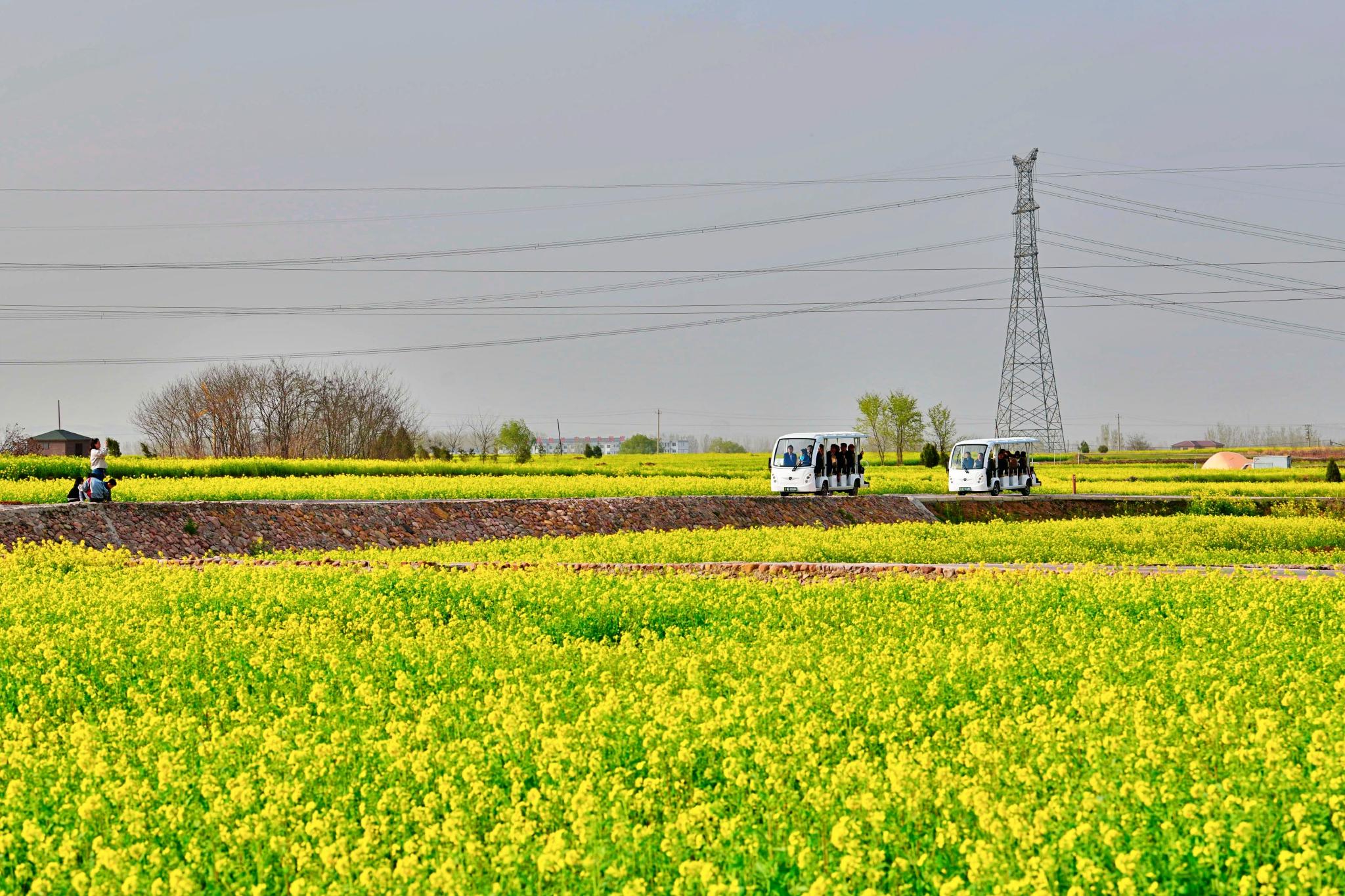 油菜花开3月24日下午金沙河红薯岭万亩油菜花海实景拍摄