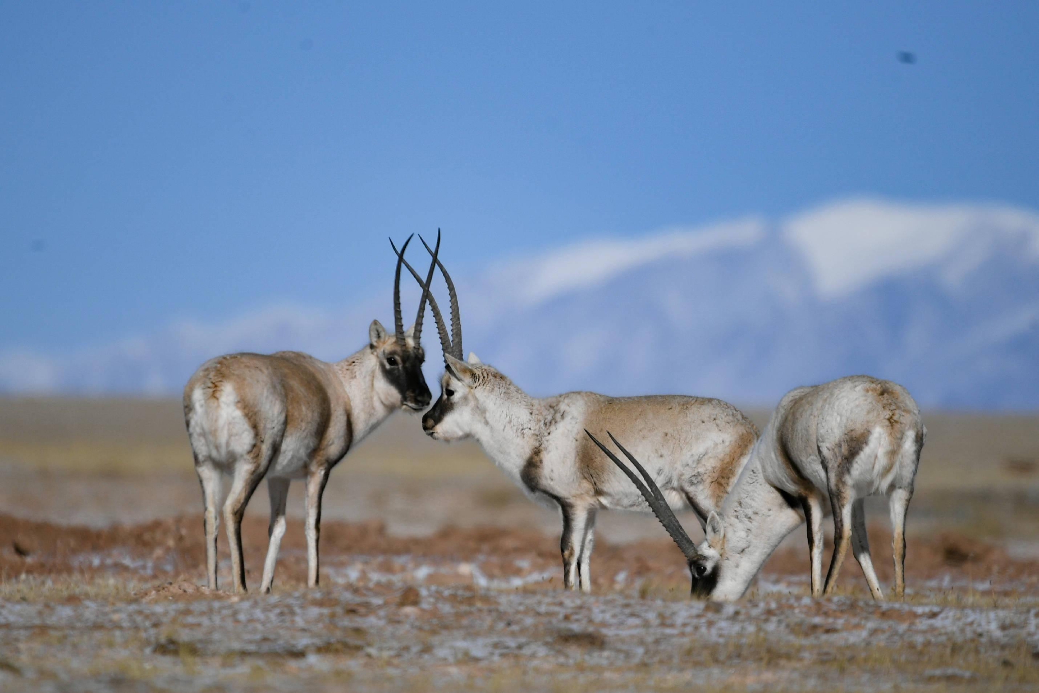 冬日可可西里的高原精灵