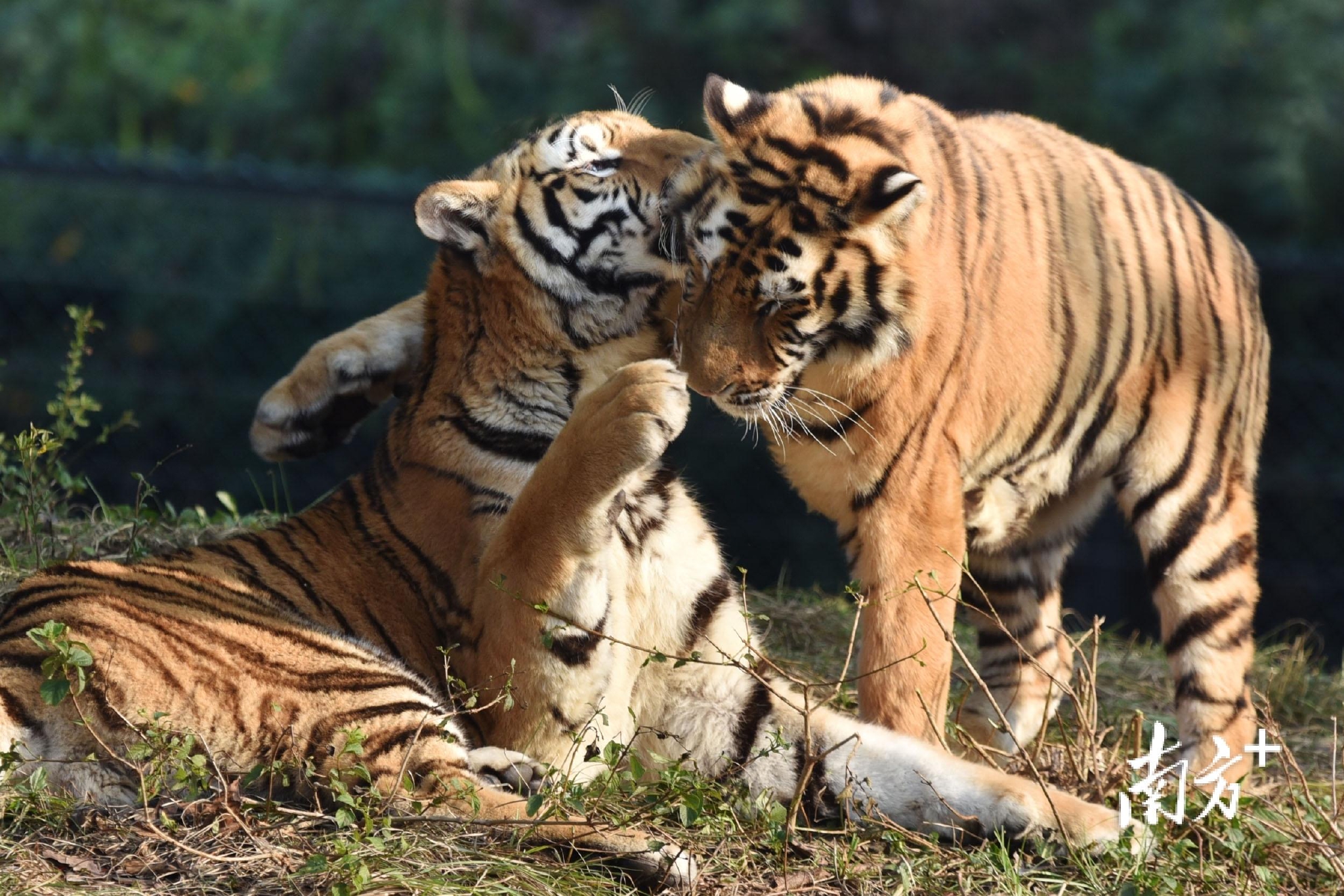 萌虎亮相!深圳野生动物园"虎虎生威"迎虎年