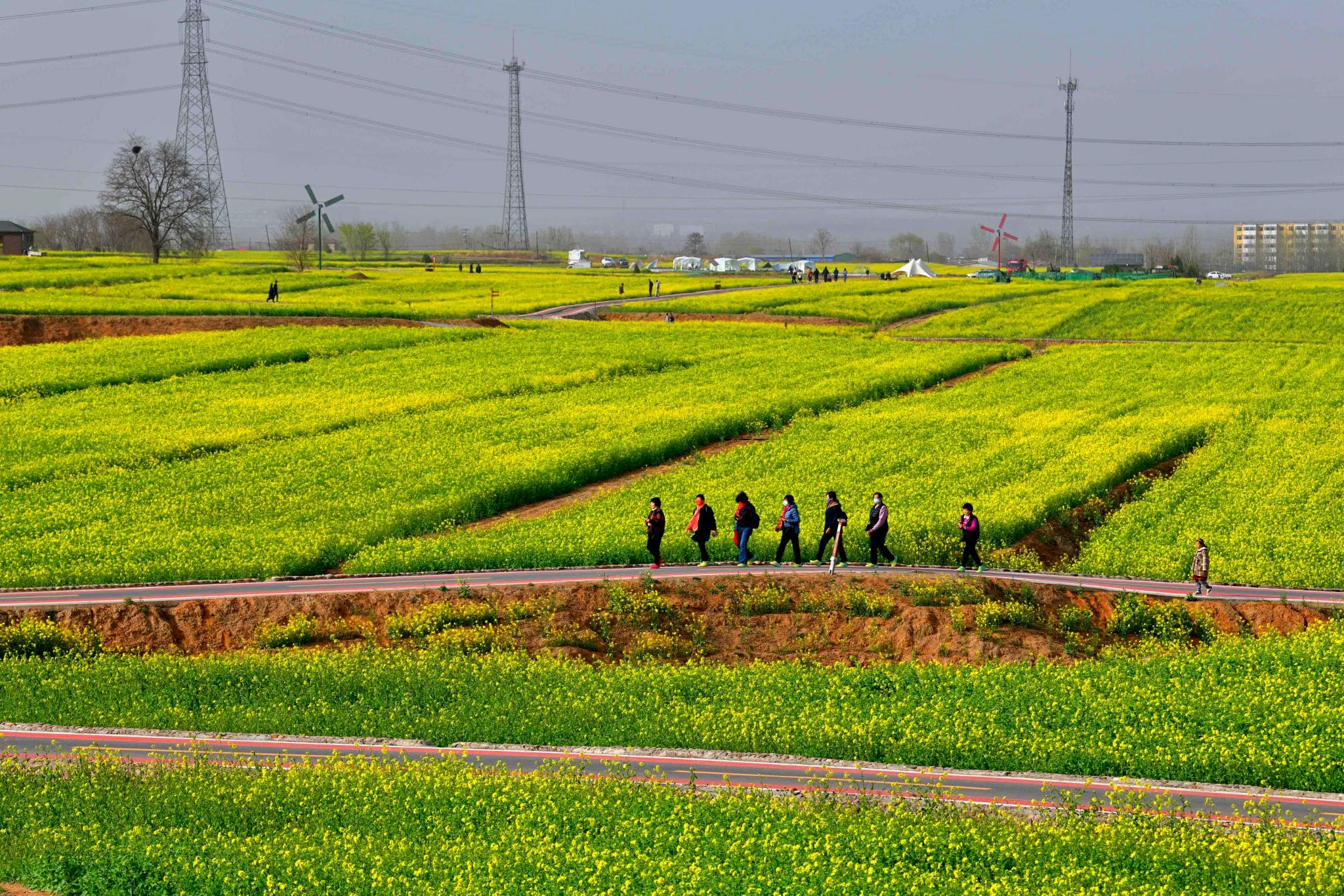 油菜花开3月24日下午金沙河红薯岭万亩油菜花海实景拍摄