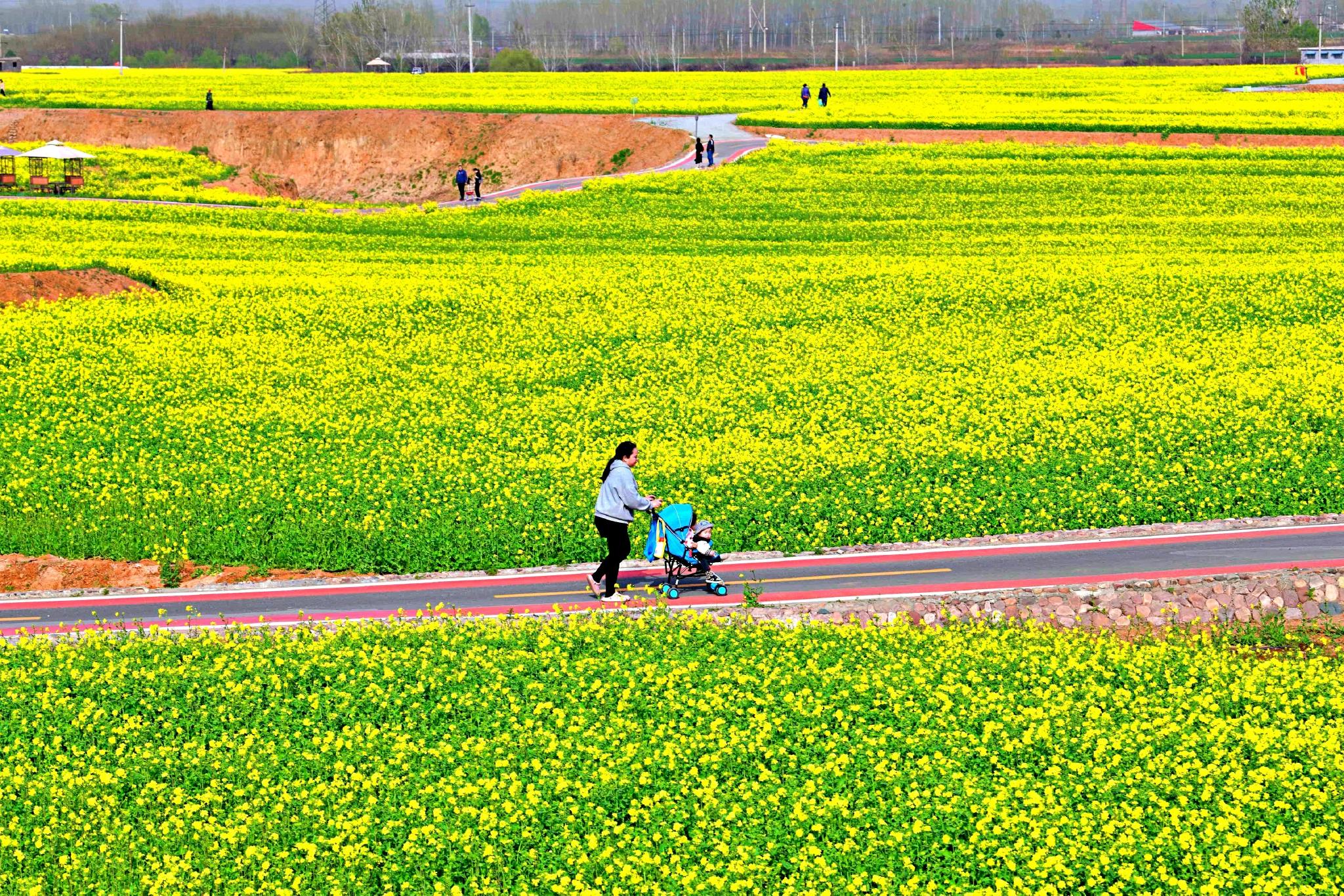 油菜花开3月24日下午金沙河红薯岭万亩油菜花海实景拍摄