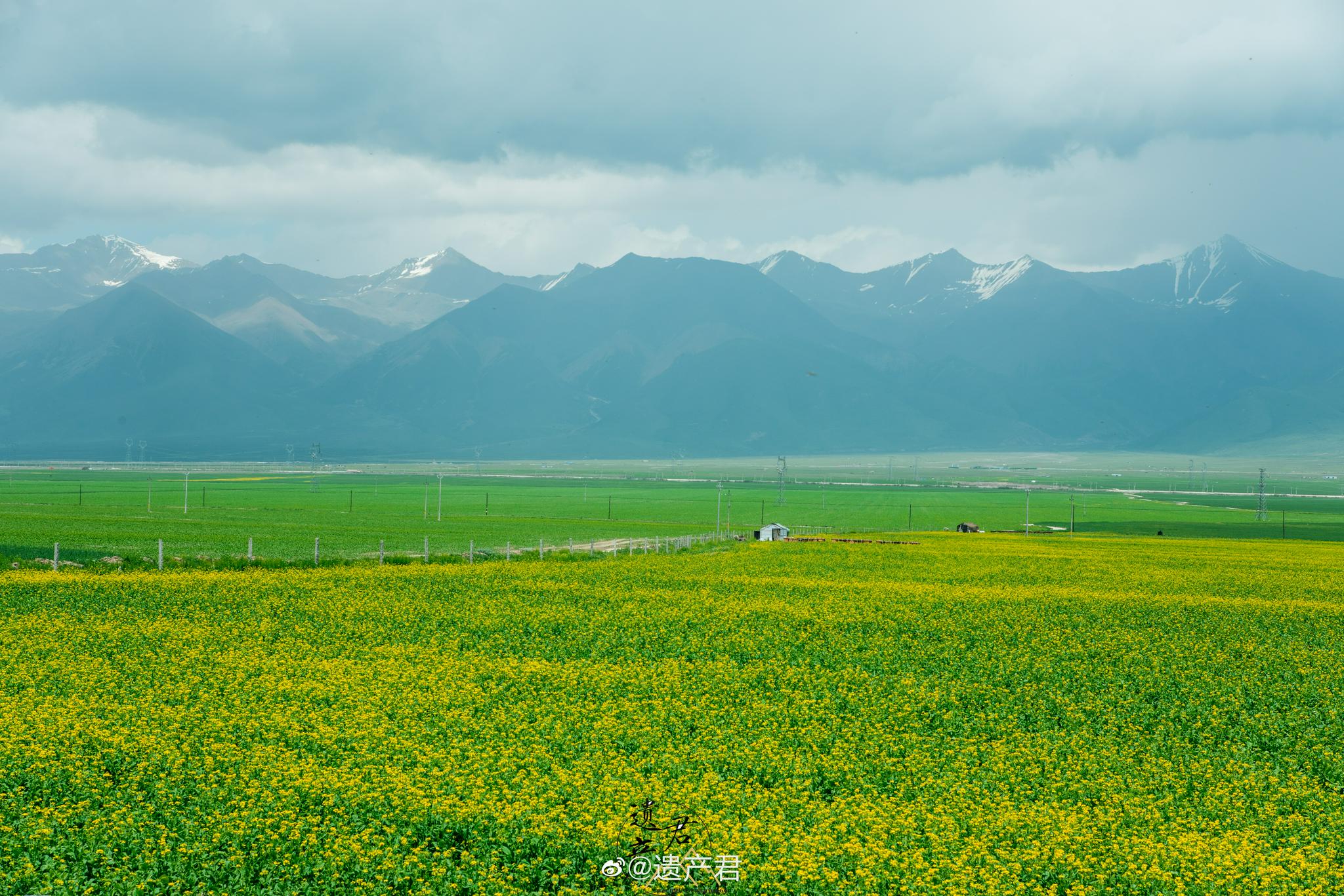 祁连山下的油菜花