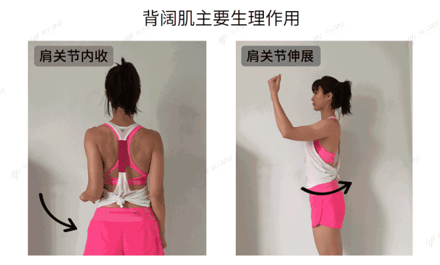 一前一后，完美背部训练！|背阔肌|肩关节_新浪新闻