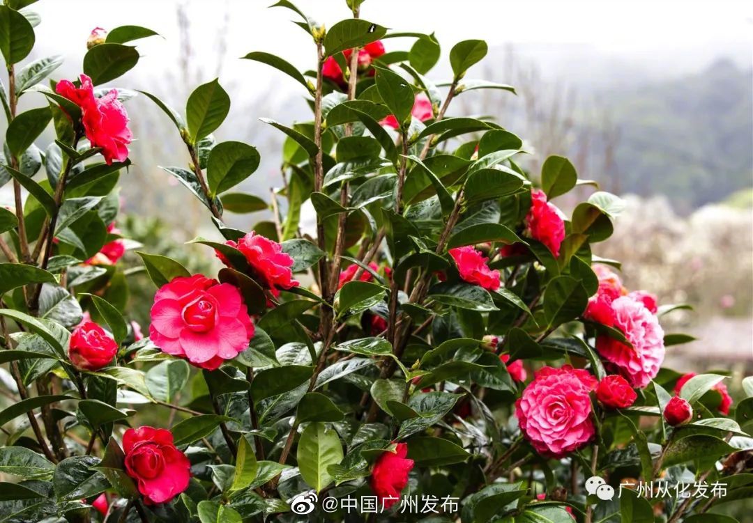 安全抑菌除螨剂