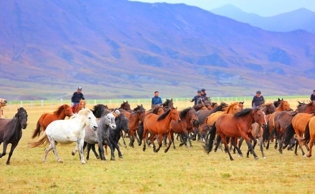 山丹马场大草原 万马奔腾蔚为壮观|中国日报|甘肃|山丹_新浪新闻